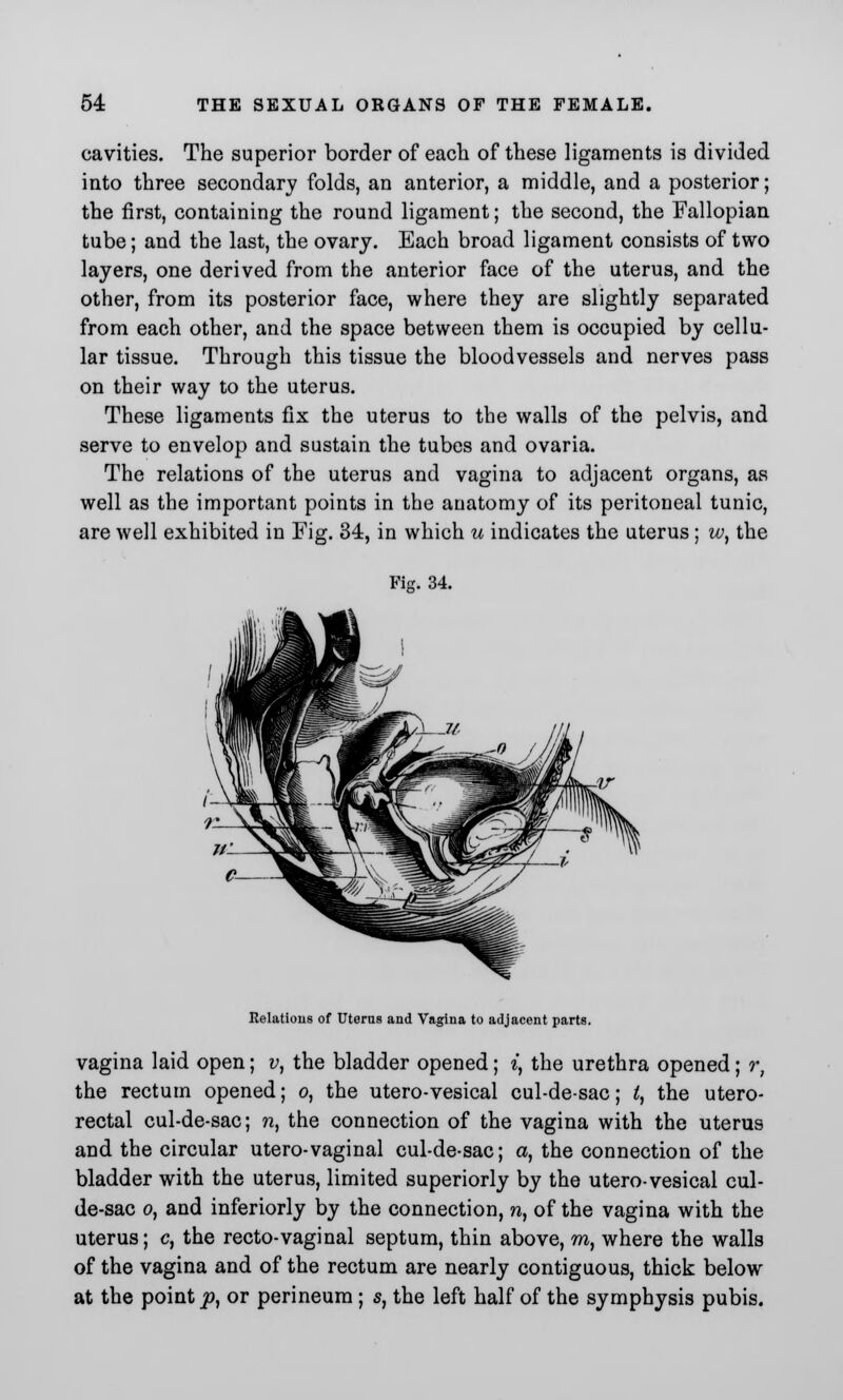cavities. The superior border of each of these ligaments is divided into three secondary folds, an anterior, a middle, and a posterior; the first, containing the round ligament; the second, the Fallopian tube; and the last, the ovary. Each broad ligament consists of two layers, one derived from the anterior face of the uterus, and the other, from its posterior face, where they are slightly separated from each other, and the space between them is occupied by cellu- lar tissue. Through this tissue the bloodvessels and nerves pass on their way to the uterus. These ligaments fix the uterus to the walls of the pelvis, and serve to envelop and sustain the tubes and ovaria. The relations of the uterus and vagina to adjacent organs, as well as the important points in the anatomy of its peritoneal tunic, are well exhibited in Fig. 34, in which u indicates the uterus; w, the Fiff. 34. Relations of Uterus and Vagina to adjacent parts. vagina laid open; v, the bladder opened; i, the urethra opened; r, the rectum opened; o, the utero-vesical cul-de-sac; t, the utero- rectal cul-de-sac; n, the connection of the vagina with the uterus and the circular utero-vaginal cul-de-sac; a, the connection of the bladder with the uterus, limited superiorly by the utero-vesical cul- de-sac o, and inferiorly by the connection, n, of the vagina with the uterus; c, the recto-vaginal septum, thin above, m, where the walls of the vagina and of the rectum are nearly contiguous, thick below at the point p} or perineum ; s, the left half of the symphysis pubis.