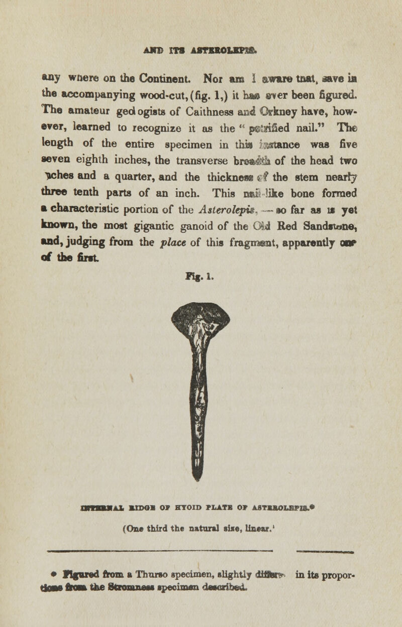 any wnere on the Continent. Nor am 1 aware tnat, aave in the accompanying wood-cut, (fig. 1,) it hm aver been figured. The amateur ged ogiats of Caithness and Orkney hare, how- ever, learned to recognize it as the  p&nrified nail. The length of the entire specimen in thai vstance was five ■even eighth inches, the transverse bro»#j» of the head two Itches and a quarter, and the thickness trf the stem nearly three tenth parts of an inch. This nsis like bone formed a characteristic portion of the Asterolepu. — so far as is yet known, the most gigantic ganoid of the Gid Red Sandstone, and, judging from the place of this fragment, apparently onr of the first Flf.1. omnuiAi bxdob or htoio nxn or ajtuolhpi*.* (On* third the natural size, linear.' • figured from a Thurso specimen, slightly difltar^ in its propor- tnm, the fkanrniau specimen described.