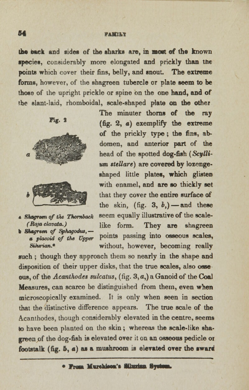 the back and sides of the sharks are, in most of the known species, considerably more elongated and prickly than the points which cover their fins, belly, and snout The extreme forms, however, of the shagreen tubercle or plate seem to be those of the upright prickle or spine on the one hand, and of the slant-laid, rhomboidal, scale-shaped plate on the other The minuter thorns of the ray ^' (fig. 2, a) exemplify the extreme of the prickly type; the fins, ab- domen, and anterior part of the head of the spotted dog-fish (Scylli* um MteUare) are covered by lozenge- shaped little plates, which glisten with enamel, and are so thickly set that they cover the entire surface of the skin, (fig. 3, bt) — and these 6, Shagrem of the Thornbaek seem equally illustrative of the scale- (Bajaclavata.) like form. They are shagreen b Shcureen of Sphagodut,— a placoid of the Upper Points passing into osseous scales, SWwian.* without, however, becoming really such ; though they approach them so nearly in the shape and disposition of their upper disks, that the true scales, also osse ous, of the Acanthodes sulcatnsy (fig. 3,a,) a Ganoid of the Coal Measures, can scarce be distinguished from them, even when microscopically examined. It is only when seen in section that the distinctive difference appears. The true scale of the Acanthodes, though considerably elevated in the centre, seems to have been planted on the skin; whereas the scale-like sha- green jof the dog-fish is elevated over it on an osseous pedicle or footstalk (fig. 6, a) as a mushroom is elevated over the sward • Tnm Marekfc—.'»