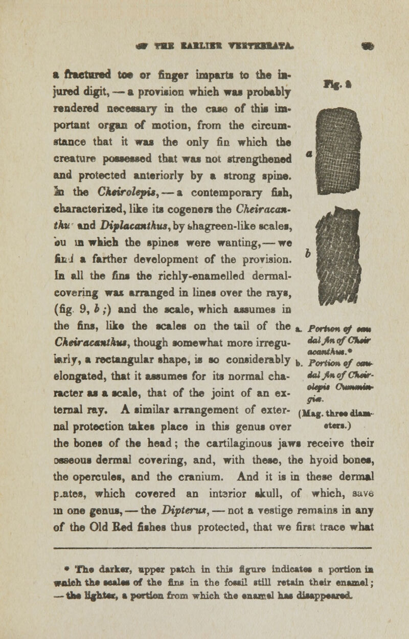 Hf.t a fractured toe or finger imparts to the in- jured digit, — a provision which wu probably rendered necessary in the case of this im- portant organ of motion, from the circum- stance that it was the only fin which the creature possessed that was not strengthened and protected anteriorly by a strong spine. la the Cheirolepis,— a contemporary fish, characterized, like its cogeners the Cheiracan- tku and Diplacanthus, by bhagreen-like scales, du in which the spines were wanting,— we ki i farther development of the provision. In all the fins the richly-enamelled dermal- covering was arranged in lines over the rays, (fig 9, b;) and the scale, which assumes in the fins, like the scales on the tail of the *. portion •/ **» Cheiraeantkui, though somewhat more irreiru- daijnqfChiir aecmthm* iariy, a rectangular shape, is so considerably b portion of earn- elongated, that it assume* for its normal cha- dal/no/CSmr- meter as a scale, that of the joint of an ex- °Jr*t ternal ray. A similar arrangement of exter- (M«g thnH<r»- nal protection takes place in this genus over stars.) the bones of the head; the cartilaginous jaws receive their osseous dermal covering, and, with these, the hyoid bones, the opercules, and the cranium. And it is in these dermal p.ates, which covered an interior skull, of which, save m one genus, — the Dipterux, — not a vestige remains in any of the Old Bed fishes thus protected, that we first trace what * The darker, upper patch in this figure indicates a portion in wnich the scales of the fins in the fossil still retain their enamel; — the Ufhtac, a portion from which the enamel has disappeared.