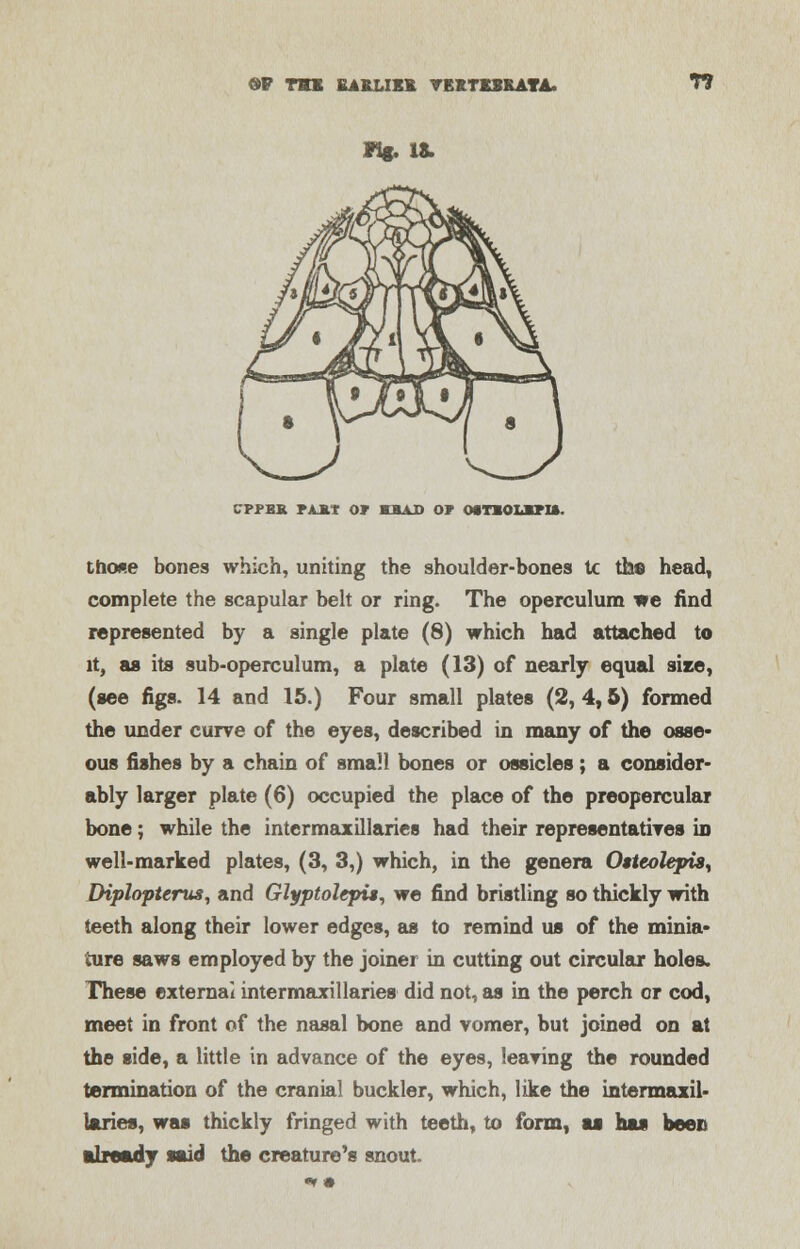 SP TKK EA*MB* TBKTXSRATA. T7 *1* 18. CPPBK PjLET OP KHAB OP OSTIOLSPU. those bones which, uniting the shoulder-bones tc the head, complete the scapular belt or ring. The operculum we find represented by a single plate (8) which had attached to it, as its sub-operculum, a plate (13) of nearly equal size, (see figs. 14 and 15.) Four small plates (2, 4,5) formed the under curve of the eyes, described in many of the osse- ous fishes by a chain of small bones or ossicles; a consider- ably larger plate (6) occupied the place of the preopercular bone; while the intermaxillaries had their representatives in well-marked plates, (3, 3,) which, in the genera Osteolepis, Diplopterus, and Glyptolepis, we find bristling so thickly with teeth along their lower edges, as to remind us of the minia- ture saws employed by the joiner in cutting out circular holes. These external intermaxillaries did not, as in the perch cr cod, meet in front of the nasal bone and vomer, but joined on at the side, a little in advance of the eyes, leaving the rounded termination of the cranial buckler, which, like the intermaxil- laries, was thickly fringed with teeth, to form, as hat been already said the creature's snout.