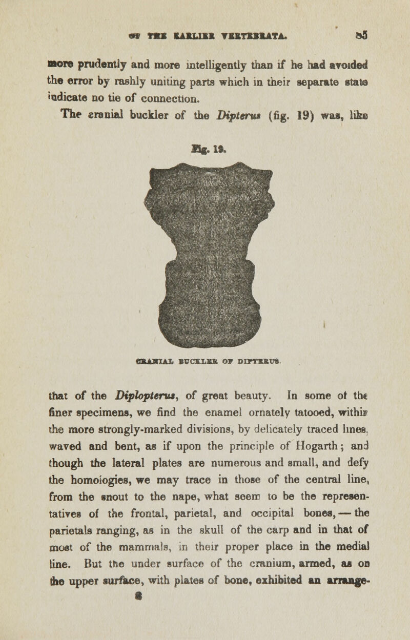 «* TMt CAKLISK TUTUUTi. *5 ■ore prudently and more intelligently than if he had avoided the error by rashly uniting parts which in their separate state •odicate no tie of connection. The eranial buckler of the Diptenu (fig. 19) was, like Ug.lt. ffBJLWTAI. BVCXLKK OF DIPTMU8 that of the Dipiopterua, of great beauty. In some ot the finer specimens, we find the enamel ornately tatooed, withis the more strongly-marked divisions, by delicately traced lines, waved and bent, as if upon the principle of Hogarth; and though the lateral plates are numerous and small, and defy the homologies, we may trace in those of the central line, from the snout to the nape, what seem to be the represen- tatives of the frontal, parietal, and occipital bones, — the parietals ranging, as in the skull of the carp and in that of most of the mammals, in their proper place in the medial line. But the under surface of the cranium, armed, as on the upper surface, with plates of bone, exhibited an arraage- •