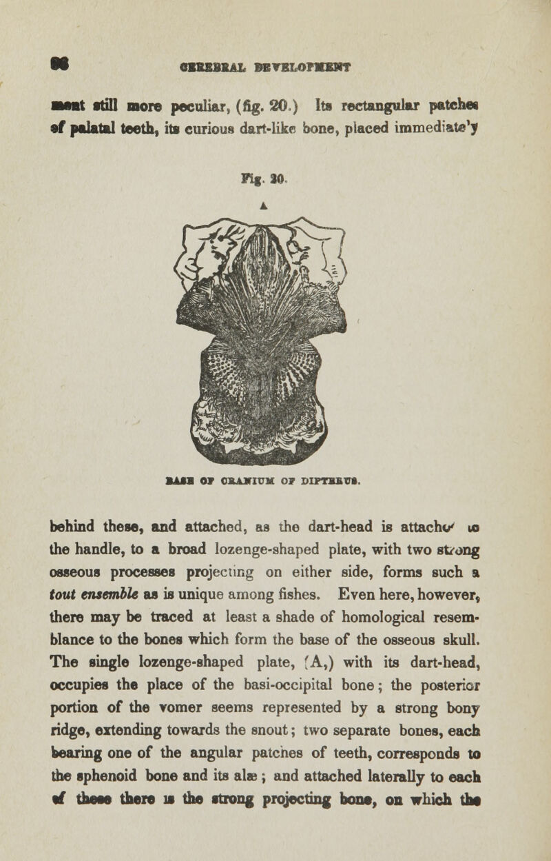 CBEBBKAI, BBTBLOFMSRT it itfll more peculiar, (fig. 20.) Its rectangular patches •f palatal teeth, its curious dart-like bone, placed immediate1} BAsa or ouiriuM or diptbsv*. behind these, and attached, as the dart-head is attache u> the handle, to a broad lozenge-shaped plate, with two strong osseous processes projecting on either side, forms such a tout ensemble as is unique among fishes. Even here, however, there may be traced at least a shade of homological resem- blance to the bones which form the base of the osseous skull. The single lozenge-shaped plate, 'A,) with its dart-head, occupies the place of the basi-occipital bone; the posterior portion of the vomer seems represented by a strong bony ridge, extending towards the snout; two separate bones, each bearing one of the angular patches of teeth, corresponds to the sphenoid bone and its al»; and attached laterally to each •f these there u the strong projecting bona, on which the