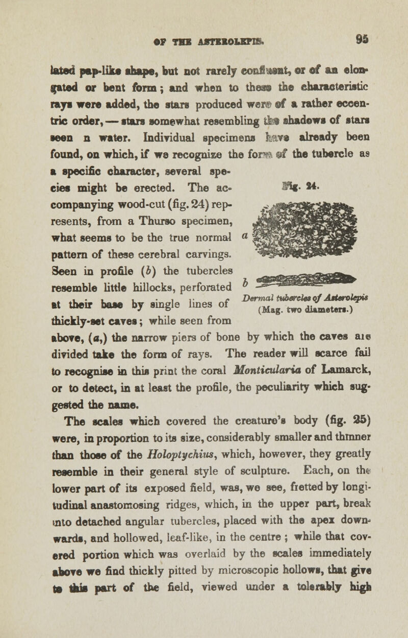 lated pap-like shape, but not rarely eonl!i«nt, or of aa elon- jrated or bent form; and when to then the characteristic rays were added, the stars produced wer« of a rather eccen- tric order, — stars somewhat resembling tk* shadows of stars seen n water. Individual specimens feave already been found, on which, if we recognize the fora m the tubercle as a specific character, several spe- cies might be erected. The ac- ^C- **• companying wood-cut (fig. 24) rep- resents, from a Thurso specimen, what seems to be the true normal pattern of these cerebral carvings. Seen in profile (b) the tubercles resemble little hillocks, perforated ... l • i i- c Dermal t%tbmrtim of AtUrolqrii at their base by single lines of (Mif. „„ *£*«.) thickly-set caves; while seen from above, (a,) the narrow piers of bone by which the caves aie divided take the form of rays. The reader will scarce fail to recognise in this print the coral Montieularxa of Lamarck, or to detect, in at least the profile, the peculiarity which sug- gested the name. The scales which covered the creature's body (fig. 25) were, in proportion to its size, considerably smaller and thinner than those of the Holoptychius, which, however, they greatly resemble in their general style of sculpture. Each, on the- lower part of its exposed field, was, we see, fretted by longi- tudinal anastomosing ridges, which, in the upper part, break into detached angular tubercles, placed with the apex down- wards, and hollowed, leaf-like, in the centre ; while that cov- ered portion which was overlaid by the scales immediately above we find thickly pitted by microscopic hollows, that give la mis part of the field, viewed under a tolerably high