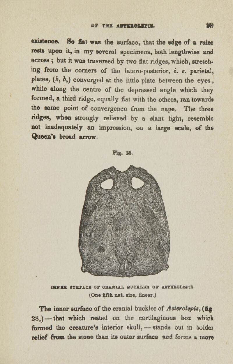 or tmx Asraorois. fm existence. So flat was the surface, that the edge of a ruler rests upon it, in my several specimens, both lengthwise and across ; but it was traversed by two flat ridges, which, stretch- ing from the corners of the latero-posterior, ». e. parietal, plates, (A, *,) converged at the little plate between the eyes, while along the centre of the depressed angle which vhey formed, a third ridge, equally flat with the others, ran towards the same point of convergence from the nape. The three ridges, when strongly relieved by a slant light, resemble not inadequately an impression, on a large scale, of the Queen's broad arrow. Kg. M. OnfBB SURTACB OF CRANIAL BUCTLLBS Ot ASTBBOLBTI&. (One fifth nat. size, linear.) The inner surface of the cranial buckler of Aaterolepis, (fig 28,) — that which rested on the cartilaginous box which formed the creature's interior skull, — stands out in boldei relief from the stone than its outer surface and forms a more