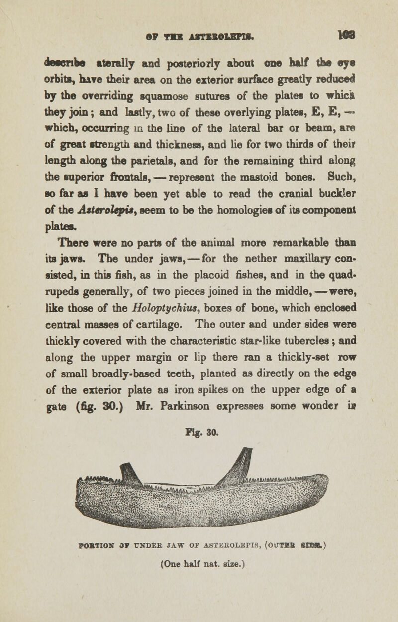 •F TO* ASTXKOUBnS. 108 describe aterally and posteriorly about one half the eye orbit*, kite their area on the exterior surface greatly reduced by the overriding squamosa sutures of the plates to whics they join; and lastly, two of these overlying plates, E, E, — which, occurring in the line of the lateral bar or beam, are of great strength and thickness, and lie for two thirds of their length along the parietals, and for the remaining third along the superior frontals, — represent the mastoid bones. Such, so far as I have been yet able to read the cranial buckler of the Asterolepi*y seem to be the homologies of its component plates. There were no parts of the animal more remarkable than its jaws. The under jaws,—for the nether maxillary con- sisted, in this fish, as in the placoid fishes, and in the quad- rupeds generally, of two pieces joined in the middle,—were, like those of the Holoptychius, boxes of bone, which enclosed central masses of cartilage. The outer and under sides were thickly covered with the characteristic star-like tubercles; and along the upper margin or lip there ran a thickly-set row of small broadly-based teeth, planted as directly on the edge of the exterior plate as iron spikes on the upper edge of a gate (fig. 30.) Mr. Parkinson expresses some wonder is FI«. 30. PORTION Of TJNDEB. JAW OF A8TEKOLEFI8, (OCTKB 8TOJB.) (One half nat. size.)