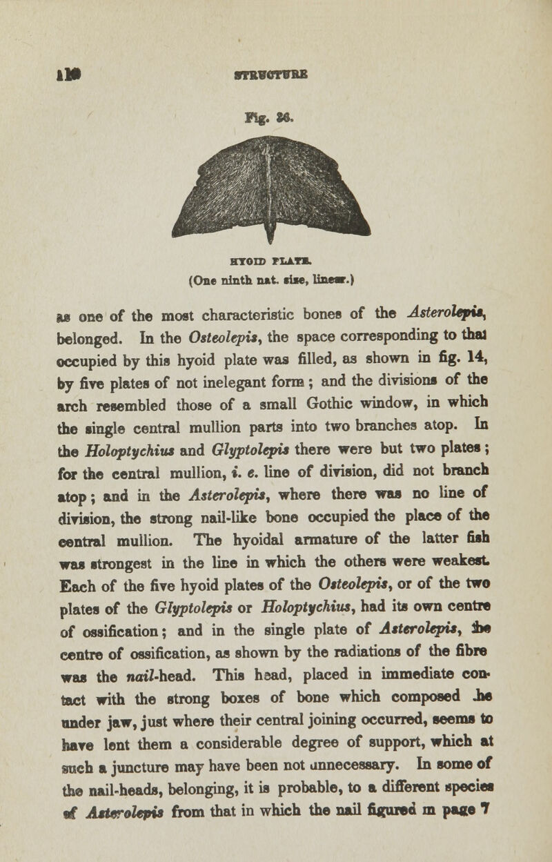 lit (One ninth n*t. siie, linear.) as one of the most characteristic bones of the Asterolepu, belonged. In the Osteolepis, the space corresponding to thai occupied by this hyoid plate was filled, as shown in fig. 14, by five plates of not inelegant form; and the divisions of the arch resembled those of a small Gothic window, in which the single central mullion parts into two branches atop. In the Holoptychius and Glyptolepis there were but two plates; for the central mullion, i. e. line of division, did not branch atop; and in the Astcrolcpis, where there was no line of division, the strong nail-like bone occupied the place of the eentral mullion. The hyoidal armature of the latter fish was strongest in the line in which the others were weakest Each of the five hyoid plates of the Ostcolepis, or of the two plates of the Glyptolepis or Holoptychius, had its own centre of ossification; and in the single plate of Asterolepis, im centre of ossification, as shown by the radiations of the fibre was the natZ-head. This head, placed in immediate con« tact with the strong boxes of bone which composed Jbe under jaw, just where their central joining occurred, seems to have lent them a considerable degree of support, which at such a juncture may have been not unnecessary. In some of the nail-heads, belonging, it is probable, to a different specie* «f Asterolepia from that in which the nail figured m pace 1
