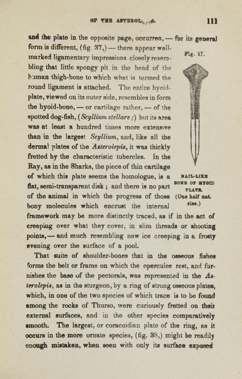 OF TIB AflTBHO&s,,.^ HI ttg. 37. and the plate in the opposite page, occurred,— for its genera) form is different, (fig. 37,) — there appear well- marked ligamentary impressions closely resem- bling that little spongy pit in the head of the human thigh-bone to which what is termed the round ligament is attached. The entire hyoid- plate, viewed on its outer side, resembles in form the hyoid-bone, — or cartilage rather, — of the spotted dog-fish, (ScylKum stellare;) but its area was at least a hundred times more extensive than in the largest Scyllium, and, like all the dermal plates of the Aiterolepis, it was thickly fretted by the characteristic tubercles. In the Ray, as in the Sharks, the piece of thin cartilage of which this plate seems the homologue, is a flat, semi-transparent disk ; and there is no part of the animal in which the progress of those (One half nat bony molecules which encrust the internal *l*e^ framework may be more distinctly traced, as if in the act of creeping over what they cover, in slim threads or shooting points,— and much resembling new ice creeping in a frosty evening over the surface of a pool. That suite of shoulder-bones that in the osseous fishes forms the belt or frame on which the opercules rest, and fur- nishes the base of the pectorals, was represented in the As* terolepis, as in the sturgeon, by a ring of strong osseous plates, which, in one of the two species of which trace is to be found among the rocks of Thurso, were curiously fretted on their external surfaces, and in the other species comparatively smooth. The largest, or coracoidian plate of the ring, as it occurs in the more ornate species, (fig. 38,) might be readily enough mistaken, when seen with only its surface exposed *AJIr-UXB BOKI OT HTOtD fLATB.