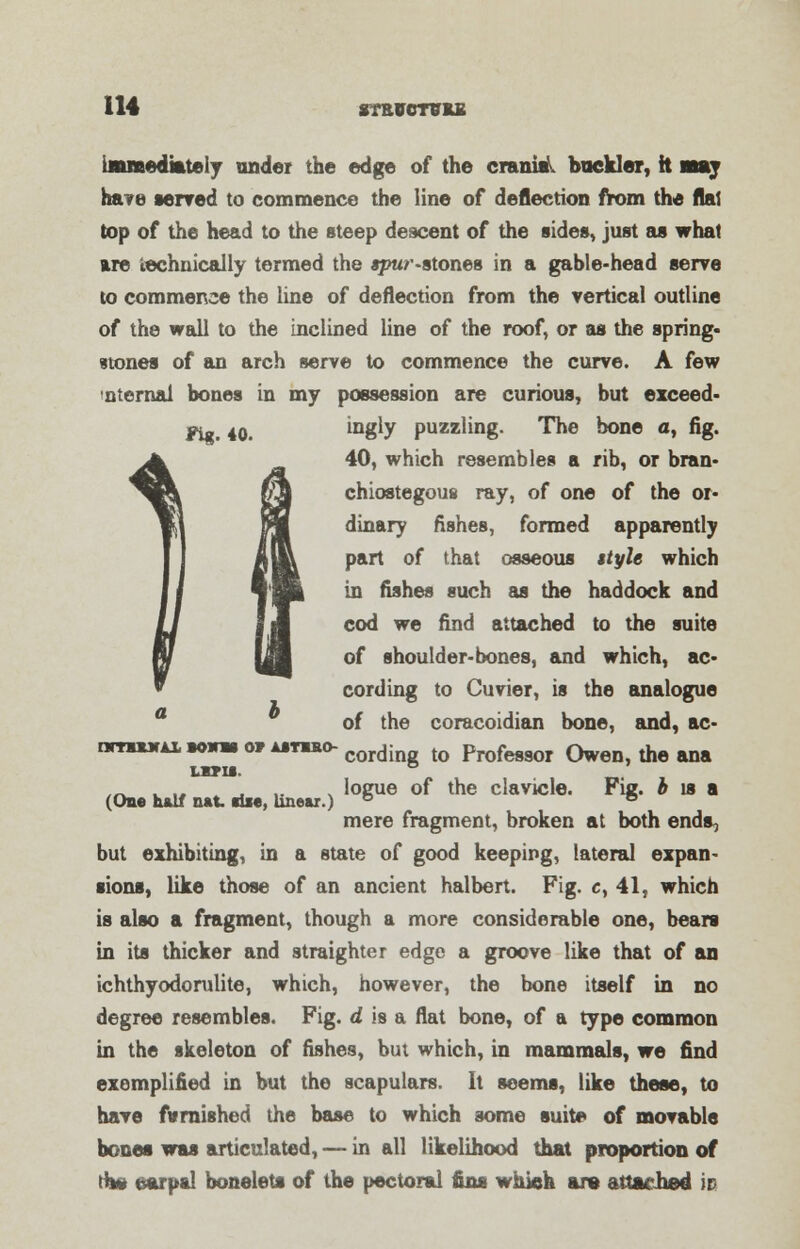 Immediately under the edge of the cranio, buckler, tt may have served to commence the line of deflection from the flat top of the head to the steep descent of the aides, just as what are technically termed the apu/'-stones in a gable-head serve to commence the line of deflection from the vertical outline of the wall to the inclined line of the roof, or as the spring* stones of an arch serve to commence the curve. A few nternal bones in my possession are curious, but exceed- Fl«.40. ingly puzzling. The bone a, fig. 40, which resembles a rib, or bran- chiostegous ray, of one of the or- dinary fishes, formed apparently part of that osseous style which in fishes such as the haddock and cod we find attached to the suite of shoulder-bones, and which, ac- cording to Cuvier, is the analogue of the coracoidian bone, and, ac- cording to Professor Owen, the ana logue of the clavicle. Fig. b is a mere fragment, broken at both ends, but exhibiting, in a state of good keeping, lateral expan- sions, like those of an ancient halbert. Fig. c, 41, which is also a fragment, though a more considerable one, bears in its thicker and straighter edge a groove like that of an ichthyodorulite, which, however, the bone itself in no degree resembles. Fig. d is a flat bone, of a type common in the skeleton of fishes, but which, in mammals, we find exemplified in but the scapulars. It seems, like these, to have fvrnished the base to which some suite of movable bones was articulated, — in all likelihood that proportion of tb« carpal bonelets of the pectoral fins which are attached in nmuuMX towm or astkro- UKS. (One half nat. die, linear.)