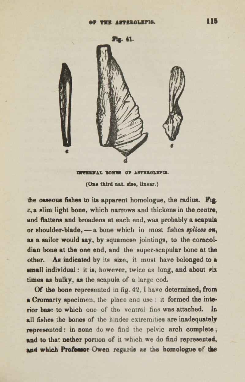 118 nmouux bonus ow Ajsnmouris. (One third nat »iwt, linear.) the osseous fishes to its apparent homologue, the radius. Fig. e, a slim light bone, which narrows and thickens in the centre, and flattens and broadens at each end, was probably a scapula or shoulder-blade, — a bone which in most fishes splice* on, as a sailor would say, by squamose jointings, to the coracoi- dian bone at the one end, and the super-scapular bone at the other. As indicated by its size, it must have belonged to a small individual: it is, however, twice as long, and about .»ix times as bulky, as the scapula of a large cod. Of the bone represented in fig. 42,1 have determined, from a Cromarty specimen, the place and use : it formed the inte- rior base to which one of the ventral fins was attached. In all fishes the bones of the hinder extremities are inadequately represented: in none do we find the pelvic arch complete; and to that nether portion of it which we do find represented, an« which Professor Owen regards ac the homologue ©f the