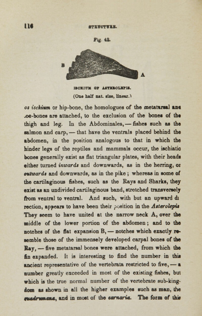 tit (On* half oat. tlse, lineup os ischium or hip-bone, the homologues of the metatarsal ant joe-bones are attached, to the exclusion of the bones of the thigh and leg. In the Abdominales, — fishes such as the salmon and carp, — that have the ventrals placed behind the abdomen, in the position analogous to that in which the binder legs of the reptiles and mammals occur, the ischiatic bones generally exist as flat triangular plates, with their heads either turned inwards and downwards, as in the herring, 01 outwards and downwards, as in the pike; whereas in some of the cartilaginous fishes, such as the Rays and Sharks, they exist as an undivided cartilaginous band, stretched transversely from ventral to ventral. And such, with but an upward di rection, appears to have been their position in the Asterolepis They seem to have united at the narrow neck A, over the middle of the lower portion of the abdomen; and to the notches of the flat expansion B, — notches which exactly re- semble those of the immensely developed carpal bones of the Say, — five metatarsal bones were attached, from which the fin expanded. It is interesting to find the number in this ancient representative of the vertebrate restricted to five, — a number greatly exceeded in most of the existing fishes, but which is the true normal number of the vertebrate sub-king- ion as shown in all the higher examples such as man, the fUMJnmM*, and in most of the tamaria. The form of tbJs