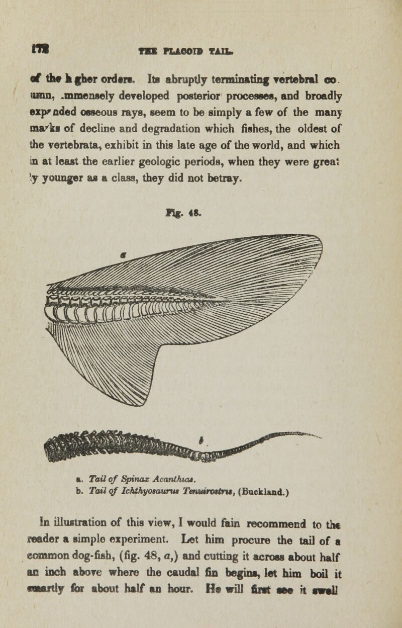 not rucoiB tail of the fcgber order*. Its abruptly terminating vertebral co umu, .mmensely developed posterior processes, and broadly expanded osseous rays, seem to be simply a few of the many ma/ks of decline and degradation which fishes, the oldest of the vertebrata, exhibit in this late age of the world, and which in at least the earlier geologic periods, when they were great ly younger as a class, they did not betray. R*. 48. ft. Tail of Spinax Acanlhuu. b. Tail of Ichthyosaurus Tenmrottru, (Backland.) In illustration of this view, I would fain recommend to thf reader a simple experiment. Let him procure the tail of a common dog-fish, (fig. 48, a,) and cutting it across about half an inch above where the caudal fin begins, let him boil it weaxtly for about half an hour. He will first see it swell