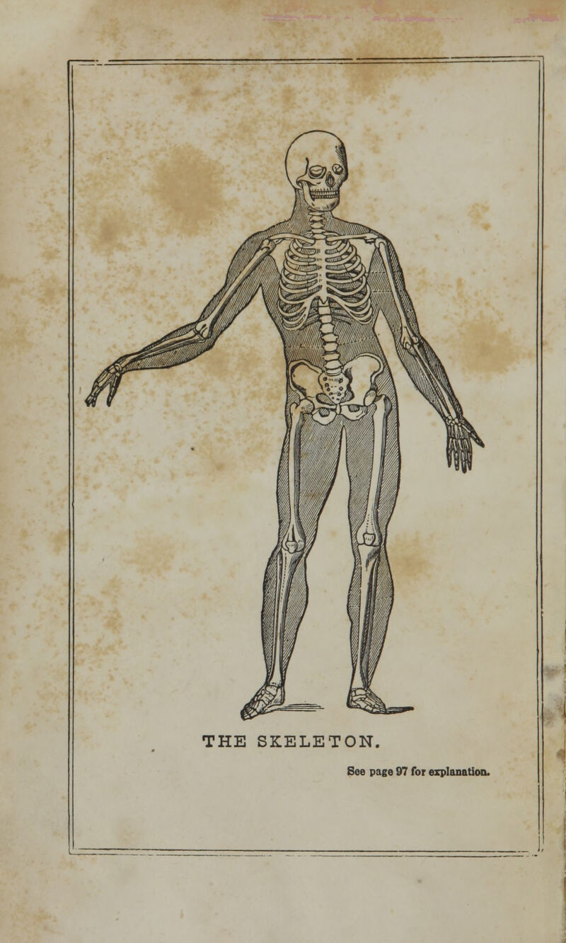 THE SKELETON. See page 97 for explanation.