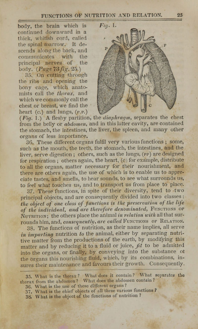 Fig. 1 body, the brain which is continued downward in a thick, whitish cord, called the spinal marrow. It de- scends along the back, and communicates with the principal nerves of the body. {Page 73Jig. 26.) 35. On cutting through the ribs and opening the bony cage, which anato- mists call the thomx, and which we commonly call the chest or breast, we find the heart (c.) and lungs, (p.p.) {Fig. 1.) A fleshy partition, the diaphragm, separates the chest from the belly or abdomen, and in this latter cavity, are contained the stomach, the intestines, the liver, the spleen, and many other organs of less importance. 3G. These different organs fulfil very various functions ; some, such as the mouth, the teeth, the stomach, the intestines, and the liver, serve digestion ; others, such as the lungs, (pp) are designed for respiration ; others again, the heart, (c) for example, distribute to all the organs, matter necessary for their nourishment, and there are others again, the use of which is to enable us to appre- ciate tastes, and smells, to hear sounds, to see what surrounds us, to feel what touches us, and to transport us from place to place. 37. These functions, in spite of their diversity, tend to two principal objects, and are consequently divided into two classes : the object of one class of junctions is the preservation of the life of the individual, and are therefore denominated, Functions op Nutrition; the others place the animal in relation with all that sur- rounds him, and, conseqnentlg,are called Functions or Relation. 38. The functions of nutrition, as their name implies, all serve in imparting nutrition to the animal, either by separating nutri- tive matter from the productions of the earth, by modifying this matter and by reducing it to a fluid or juice, jit to be admitted into the organs, or finally, by conveying into the substance ot the brgans this nourishing fluid, which, by its combinations, in- sures their maintenance and favours their growth. Consequently. 35. What is the thorax? What docs it contain? What separates the thorax from the abdomen ? What does the abdomen contain ? 36. What is the use of these differefil organs? 37. What is the chief objects of all these various functions ? 38. What is the object of the functions of nutrition ?