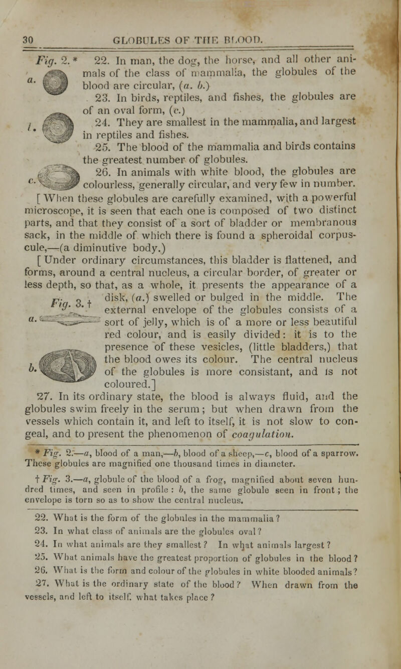 Fig. 3. t 22. In man, the dog, the horse, and all other ani- mals of the class of mammalia, the globules of the blood are circular, {a. h.) 23. In birds, reptiles, and fishes, the globules are of an oval form, (c.) 24. They are smallest in the mammalia, and largest in reptiles and fishes. 25. The blood of the mammalia and birds contains the greatest number of globules. 2(3. In animals with white blood, the globules are colourless, generally circular, and very few in number. [ When these globules are carefully examined, with a powerful microscope, it is seen that each one is composed of two distinct parts, and that they consist of a sort of bladder or membranous sack, in the middle of which there is found a spheroidal corpus- cule,—(a diminutive body.) [ Under ordinary circumstances, this bladder is flattened, and forms, around a central nucleus, a circular border, of greater or less depth, so that, as a whole, it presents the appearance of a disk, (a.) swelled or bulged in the middle. The external envelope of the globules consists of a 3 sort of jelly, which is of a more or less beautiful red colour, and is easily divided: it is to the presence of these vesicles, (little bladders,) that the blood owes its colour. The central nucleus of the globules is more consistant, and is not coloured.] 27. In its ordinary state, the blood is always fluid, and the globules swim freely in the serum; but when drawn from the vessels which contain it, and left to itself, it is not slow to con- geal, and to present the phenomenon of coagulation. * Fig. 2.—a, blood of a man,—b, blood of a sheep,—c, blood of a sparrow. These globules are magnified one thousand times in diameter. t Fig. 3.—a, globule of the blood of a frog, magnified about seven hun- dred times, and seen in profile : b, the same globule seen in front ; the envelope is torn so as to show the central nucleus. 22. What is the form of the globules in the mammalia? 23. In what class of animals are the globules oval? 24. In what animals are they smallest? In wrjat animals largest? 25. What animals have the greatest proportion of globules in the blood? 2G. What is the form and colour of the globules in white blooded animals? 27. What is the ordinary state of the blood? When drawn from the vessels, and left to itself, what takes place ?