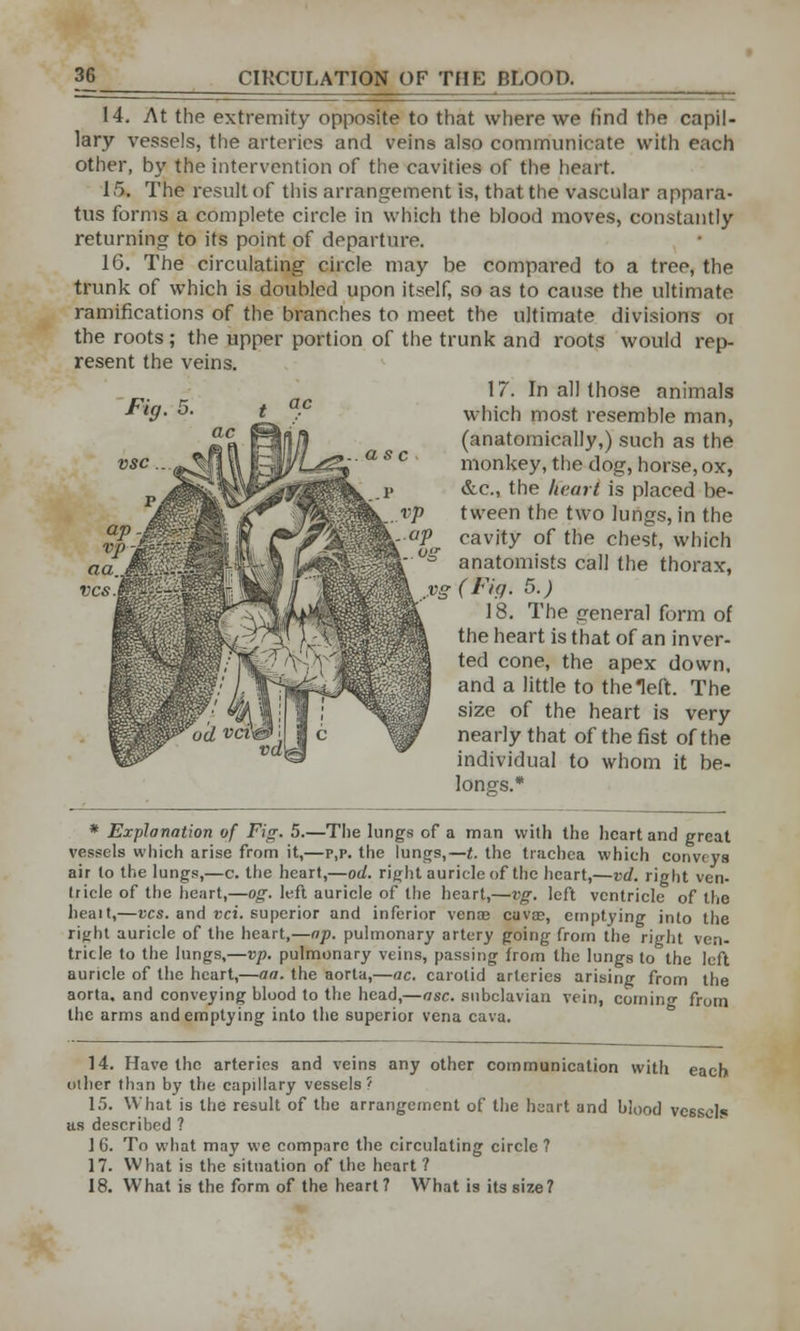 14. At the extremity opposite to that where we find the capil- lary vessels, the arteries and veins also communicate with each other, by the intervention of the cavities of the heart. 15. The result of this arrangement is, that the vascular appara- tus forms a complete circle in which the blood moves, constantly returning to its point of departure. 16. The circulating circle may be compared to a tree, the trunk of which is doubled upon itself, so as to cause the ultimate ramifications of the branches to meet the ultimate divisions oi the roots ; the upper portion of the trunk and roots would rep- resent the veins. 17. In all those animals which most resemble man, (anatomically,) such as the monkey, the dog, horse, ox, &c, the heart is placed be- tween the two lungs, in the cavity of the chest, which anatomists call the thorax, vg (Fig. 5.) 18. The general form of the heart is that of an inver- ted cone, the apex down, and a little to the left. The size of the heart is very nearly that of the fist of the individual to whom it be- longs.* * Explanation of Fig. 5.—The lungs of a man with the heart and great vessels which arise from it,—p,p. the lungs,—t. the trachea which conveys air to the lungs,—c. the heart,—od. right auricle of the heart,—vd. right ven- tricle of the heart,—og. left auricle of the heart,—vg. left ventricle of the heait,—vcs. and vci. superior and inferior venas cuvas, emptying into the right auricle of the heart,—ap. pulmonary artery going from the right ven- tricle to the lungs,—vp. pulmonary veins, passing from the lungs to the left auricle of the heart,—aa. the aorta,—ac. carotid arteries arising from the aorta, and conveying blood to the head,—asc. subclavian vein, cornino- from the arms and emptying into the superior vena cava. 14. Have the arteries and veins any other communication with each other than by the capillary vessels? 15. What is the result of the arrangement of the heart and blood vessels as described ? ] 6. To what may we compare the circulating circle ? 17. What is the situation of the heart ? 18. What is the form of the heart? What is its size?