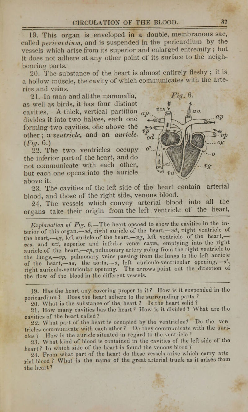 19. This organ is enveloped in a double, membranous sac, catted pericardium, and is suspended in the pericardium by the vessels which arise from its superior and enlarged entremity; but it does not adhere at any other point of its surface to the neigh- bouring parts. 20. The substance of the heart is almost entirely fleshy; it is a hollow muscle, the cavity of which communicates with the arte- ries and veins. 2L In man and all the mammalia, as well as birds, it has four distinct cavities. A thick, vertical partition ap divides it into two halves, each one forming two cavities, one above the other; a ventricle, and an auricle. (Fig. 6.) 22. The two ventricles occupy the inferior part of the heart, and do not communicate with each other, but each one opens into the auricle above it. 23. The cavities of the left side of the heart contain arterial blood, and those of the right side, venous blood. 24. The vessels which convey arterial blood into all the organs take their origin from the left ventricle of the heart, Explanation of Fig. 6.—The heart opened to show the cavities in the in- terior of this organ.—od, right auricle of the heart,—vdt Tight ventricle of the heart,—og, left auricle of the heart,—vg, left ventricle of the heart,— vcs. and vci, superior and inferior vense cavee, emptying into the right auricle of the heart,—ap, pulmonary artery going from the right ventricle to the lungs,—vp, pulmonary veins passing from the lungs to the left auricle of the heart,—aa, the aorta,—o, left auriculo-ventricular opening,—o\ right auriculo-ventricular opening. The arrows point out the direction of the flow of the blood in the different vessels. 19. Has the heart any covering proper to it? How is it suspended in the pericardium? Does the heart adhere to the surrounding parts ? 20. What is the substance of the heart ? Is the heart solid ? 21. How many cavities has the heart? How is it divided ? What are the cavities of the heart called ? 22. What part of the heart is occupied by the ventricles? Do the ven tricles communicate with each other? Dn they communicate with the auri- cles ? How is the auricle situated in regard to the ventricle ? 2.1. What kind of blood is contained in the cavities of the left side of the heart? In which side of the heart is found the venous blood ? 24. From what part of the heart do these vessels arise which carry arte rial blood ? What is the name of the great arterial trunk as it arises from ibe heart?