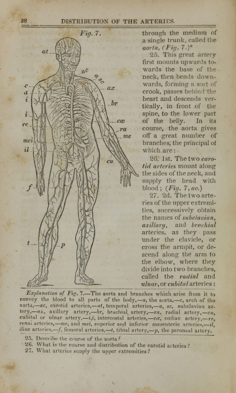 Fig. 7. through the medium of a single trunk, caHed the aorta, (Fig. 7.)* 25. This great artery- first mounts upwards to- wards the base of neck, then bends down- wards, forming a sort of crook, passes behind the heart and descends ver- tically, in front of the spine, to the lower part of the belly. In its course, the aorta gives off a great number of branches, the principal of which are: 26. 1st. The two caro- tid arteries mount along the sides of the neck, and supply the head with blood ; {Fig. 7,ac.) 27. 2d. The two arte- ries of the upper extremi- ties, successively obtain the names of subclavian, axillary, and brachial arteries, as they pass under the clavicle, or cross the armpit, or de- scend along the arm to the elbow, where they divide into two branches, called the radial and ulnar, or cubital arteries : Explanation of FiV. 7.—The aorta and branches which arise from it to convey the blood to all parts of the body,—a, the aorta,—c, arch of the aorta,—ac, carolid arteries,—at, temporal arteries,—a, sc, subclavian ar- tery,—at, axillary artery,—br, brachial artery,—ra, radial artery,— cu, cubital or ulnar artery,—i,i, intercostal arteries,—crc, coeliac artery,—re, renm arteries,—mf, and mei, superior and inferior mesenteric arteries,—U iliac arteries,—/, femoral arteries,—/, tibial artery,—p, the peroneal artery. 25. Describe the course of the aorta ? ii6. What is the course and distribution of the carotid aiteries? 27. What arteries supply the upper extremities?