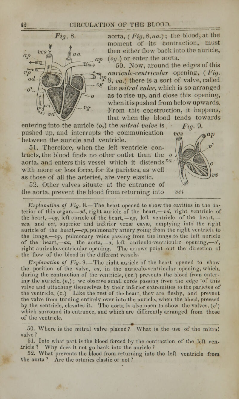 ■og aorta, ( f*u;.8,aa.); the blood, at the moment of its contraction, must then either flow back into the auricle, ap (o(/.) or enter the aorta. 50. Now, around the edges of this -£-«* aurieulo-ventricvlar opening, (Fig. ^9, va.) there is a sort of valve, called the tnitral valve, which is so arranged as to rise up, and close this opening, when it is pushed from below upwards. From this construction, it happens, that when the blood tends towards entering into the auricle (o,) the mitral valve is pushed up, and interrupts the communication between the auricle and ventricle. 51. Therefore, when the left ventricle con- tracts, the blood finds no other outlet than the aorta, and enters this vessel which it distendsVa'' with more or less force, for its parietes, as well as those of all the arteries, are very elastic. 52. Other valves situate at the entrance of the aorta, prevent the blood from returning into vci Explanation of Fig. 8.—The heart opened to show the cavities in the in- terior of this organ.—od, right auricle of the heart,—vd, right ventricle of the heart,-— og, left auricle of the heart,—eg, left ventricle of the heart,— vcs. and vci, superior and inferior venae cava?, emptying into the right auricle of the heart,—op, pulmonary artery going from the right ventricle to the lungs,—vp, pulmonary veins passing from the lungs to the left auricle of the heart,—aa, the aorta,—o, left auriculo-ventricular opening',—o\ right auriculo-ventricular opening. The arrows point out the direction of the flow of the hlood in the different vessels. Explanation of Fig. 9.—The right auricle of the neii^t opened to show the position of the valve, va, in the auriculo-ventricular opening, which, during the contraction of the ventricle, (uz\) prevents the blood from enter- ing the auricle, (o,) ; we observe small cords passing from the edge of this valve and attaching themselves by their inferior extremities to the parietes of the ventricle, (c.) Like the rest of the heart, they are fleshy, and prevent the valve from turning entirely over into the auricle, when the hlood, pressed by the ventricle, elevates it. The aorta is also open to show the valves, («') which surround its entrance, and which are differently arranged from those of the ventricle. 50. Where is the mitral valve placed? What is the use of the mitral valve ? 51. Into what part is the blood forced by the contraction of the left ven- tricle ? Why does it not go back into the auricle ? 52. What prevents the blood from returning into the left ventricle from the aorta ? Arc the arteries elasfic or not ?