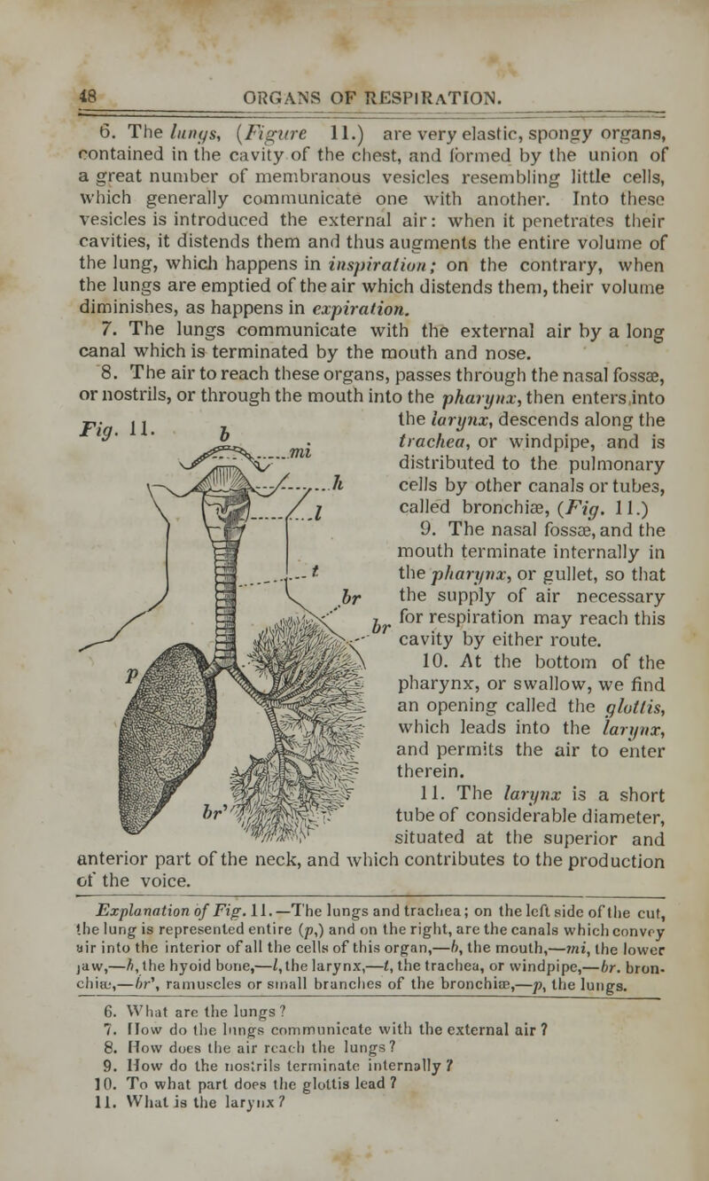 6. The lungs, (Figure 11.) are very elastic, spongy organs, contained in the cavity of the chest, and formed by the union of a great number of membranous vesicles resembling little cells, which generally communicate one with another. Into these vesicles is introduced the external air: when it penetrates their cavities, it distends them and thus augments the entire volume of the lung, which happens in inspiration; on the contrary, when the lungs are emptied of the air which distends them, their volume diminishes, as happens in expiration. 7. The lungs communicate with the external air by a long canal which is terminated by the mouth and nose. 8. The air to reach these organs, passes through the nasal fossae, or nostrils, or through the mouth into the pharynx, then entersinto the larynx, descends along the trachea, or windpipe, and is Fig. 11 distributed to the pulmonary cells by other canals or tubes, called bronchiae, {Fig. 11.) 9. The nasal fossae, and the mouth terminate internally in the pharynx, or gullet, so that the supply of air necessary , for respiration may reach this cavity by either route. 10. At the bottom of the pharynx, or swallow, we find an opening called the glottis, which leads into the lart/nx, and permits the air to enter therein. 11. The larynx is a short tube of considerable diameter, situated at the superior and anterior part of the neck, and which contributes to the production of the voice. Explanation of Fig. 11.—The lungs and trachea; on the leftside of the cut, the lung is represented entire (p,) and on the right, are the canals which convoy air into the interior of all the cells of this organ,—b, the mouth,—tni, the lower jaw,—A, the hyoid bone,—Z.the larynx,—I, the trachea, or windpipe,—br. bron- chia;,—br\ ramuscles or small branches of the bronchiae,—p, the lungs. 6. What are the lungs? 7. How do the lungs communicate with the external air ? 8. How does the air reach the lungs? 9. How do the nostrils terminate internally ? 10. To what part does the glottis lead ? 11. What is the larynx 7