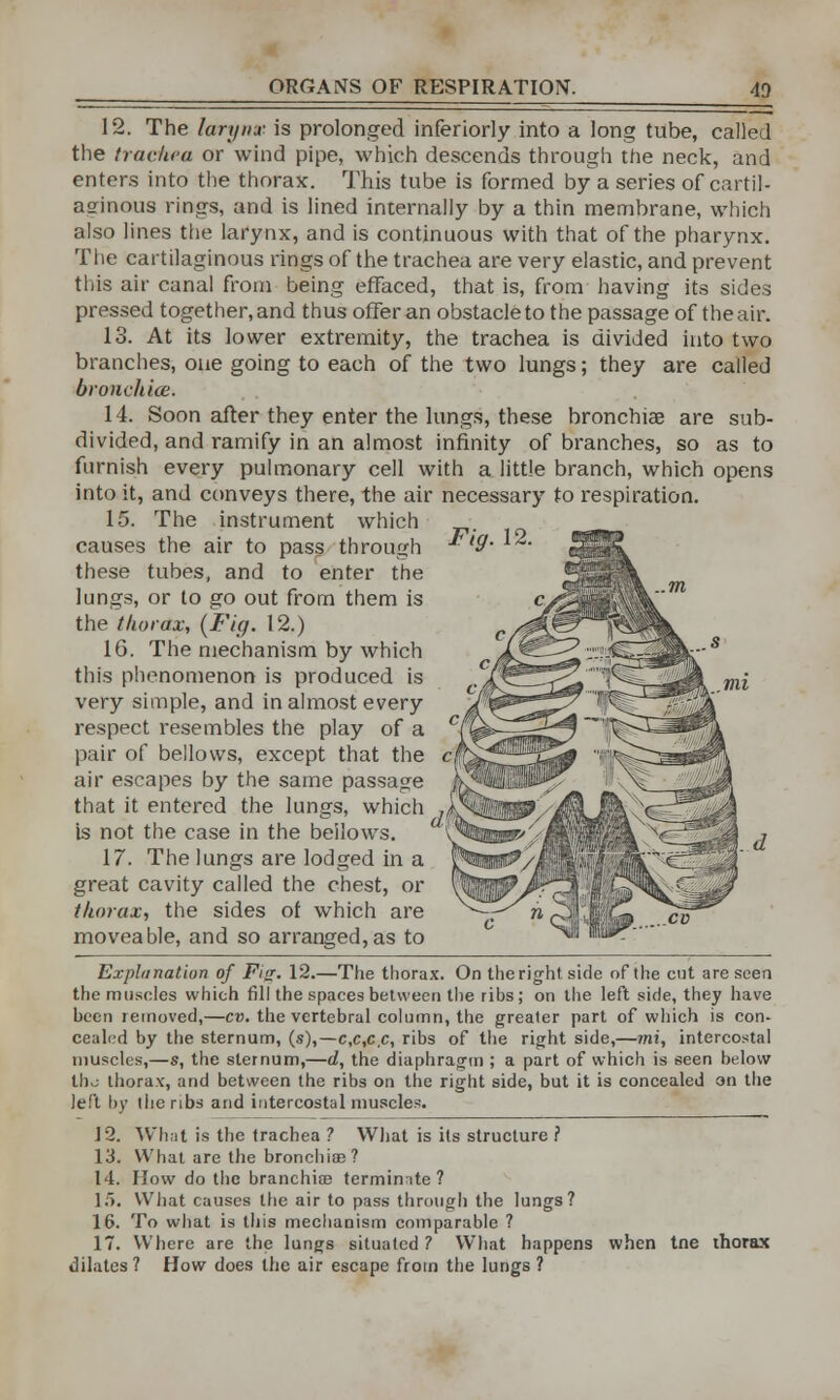 12. The larynx is prolonged inferiorly into a long tube, called the trachea or wind pipe, which descends through the neck, and enters into the thorax. This tube is formed by a series of cartil- aginous rings, and is lined internally by a thin membrane, which also lines the larynx, and is continuous with that of the pharynx. The cartilaginous rings of the trachea are very elastic, and prevent this air canal from being effaced, that is, from having its sides pressed together, and thus offer an obstacle to the passage of the air. 13. At its lower extremity, the trachea is divided into two branches, one going to each of the two lungs; they are called bronchia. 14. Soon after they enter the lungs, these bronchia? are sub- divided, and ramify in an almost infinity of branches, so as to furnish every pulmonary cell with a little branch, which opens into it, and conveys there, the air necessary to respiration. 15. The instrument which causes the air to pass through these tubes, and to enter the lungs, or to go out from them is the thorax, (Fig. 12.) 16. The mechanism by which this phenomenon is produced is very simple, and in almost every respect resembles the play of a pair of bellows, except that the air escapes by the same passage that it entered the lungs, which « is not the case in the bellows. 17. The lungs are lodged in a great cavity called the chest, or thorax, the sides of which are moveable, and so arranged,as to Explanation of Fig. 12.—The thorax. On theright side of the cut are seen the muscles which fill the spaces between the ribs; on the left side, they have been removed,—cv. the vertebral column, the greater part of which is con- cealed by the sternum, (s),—c,c,c.c, ribs of the right side,—mi, intercostal muscles,—s, the sternum,—d, the diaphragm ; a part of which is seen below Iho thorax, and between the ribs on the right side, but it is concealed on the left by the ribs and intercostal muscles. J 2. Wh;it is the trachea ? What is its structure ? 13. What are the bronchise? 14. How do the branchiae terminate? 15. What causes the air to pass through the lungs? 16. To what is this mechanism comparable ? 17. Where are the lungs situated ? What happens when tne thorax dilates ? How does the air escape from the lungs ?