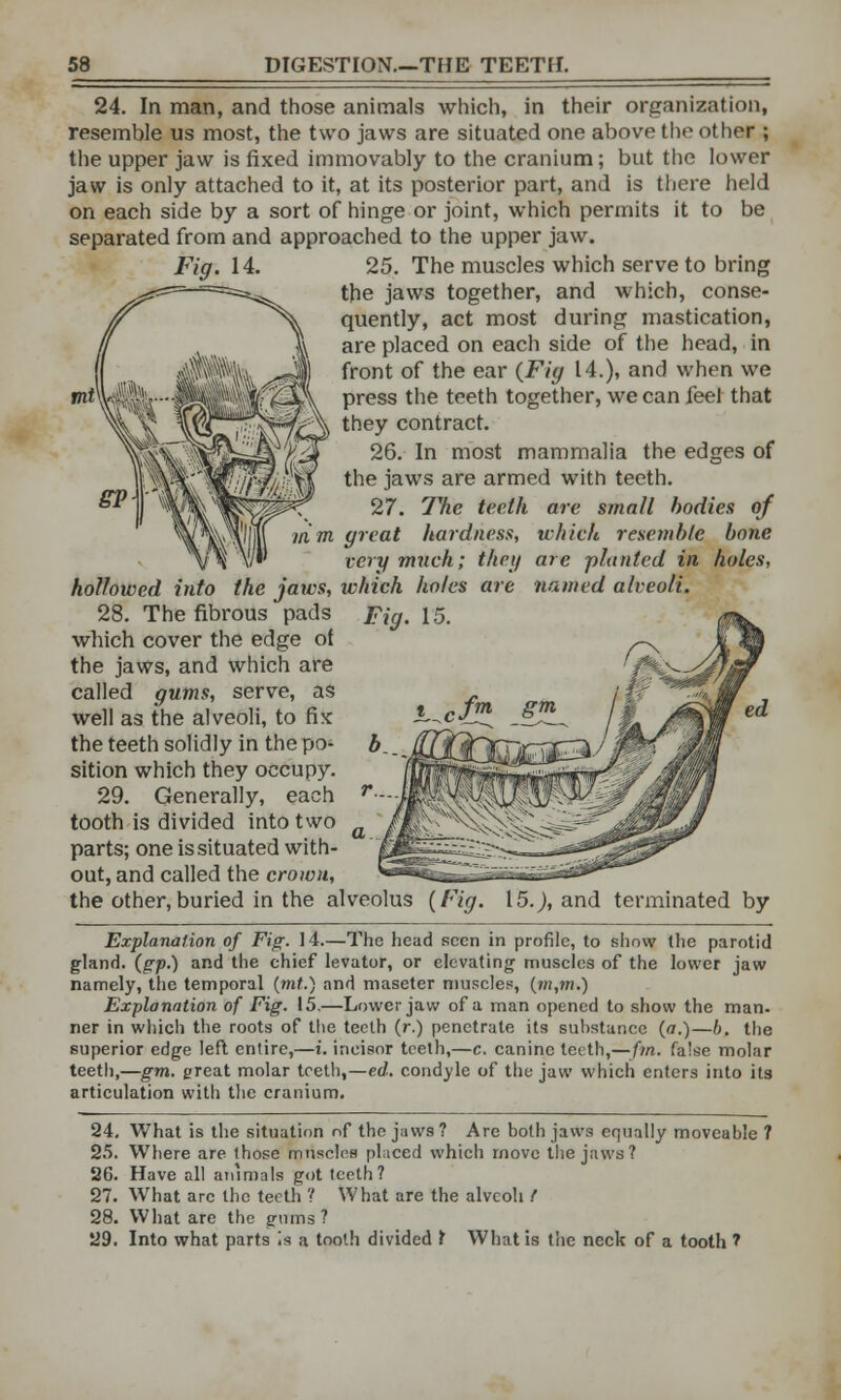 24. In man, and those animals which, in their organization, resemble us most, the two jaws are situated one above the other ; the upper jaw is fixed immovably to the cranium; but the lower jaw is only attached to it, at its posterior part, and is there held on each side by a sort of hinge or joint, which permits it to be separated from and approached to the upper jaw. Fig. 14. 25. The muscles which serve to bring the jaws together, and which, conse- quently, act most during mastication, are placed on each side of the head, in front of the ear {Fig 14.), and when we press the teeth together, we can feel that they contract. 26. In most mammalia the edges of the jaws are armed with teeth. 27. The teeth are small bodies of m great hardness, which resemble bone very much; they are planted in holes, hollowed into the jaws, which holes are named alveoli. 28. The fibrous pads Fig, 15. which cover the edge of the jaws, and which are called gums, serve, as well as the alveoli, to fix the teeth solidly in the po- sition which they occupy. 29. Generally, each tooth is divided into two parts; one is situated with- out, and called the crown, the other, buried in the alveolus {Fig. 15.), and terminated by Explanation of Fig. 14.—The head seen in profile, to show the parotid gland. {gp.) and the chief levator, or elevating- muscles of the lower jaw namely, the temporal (mt.) and maseter muscles, (m,m.) Explanation of Fig. 15.—Lower jaw of a man opened to show the man. ner in which the roots of the teeth (r.) penetrate its suhstance (a.)—6. the superior edge left entire,—i. incisor teeth,—c. canine teeth,— fin. false molar teeth,—gm. great molar teeth,—ed. condyle of the jaw which enters into its articulation with the cranium. 24. What is the situation of the jaws? Are both jaws equally moveable ? 25. Where are ihose muscles placed which move the jaws? 26. Have all animals got teeth? 27. What arc the teeth ? What are the alveoli.' 28. What are the gums? 29. Into what parts Is a tooth divided 1 What is the neck of a tooth f