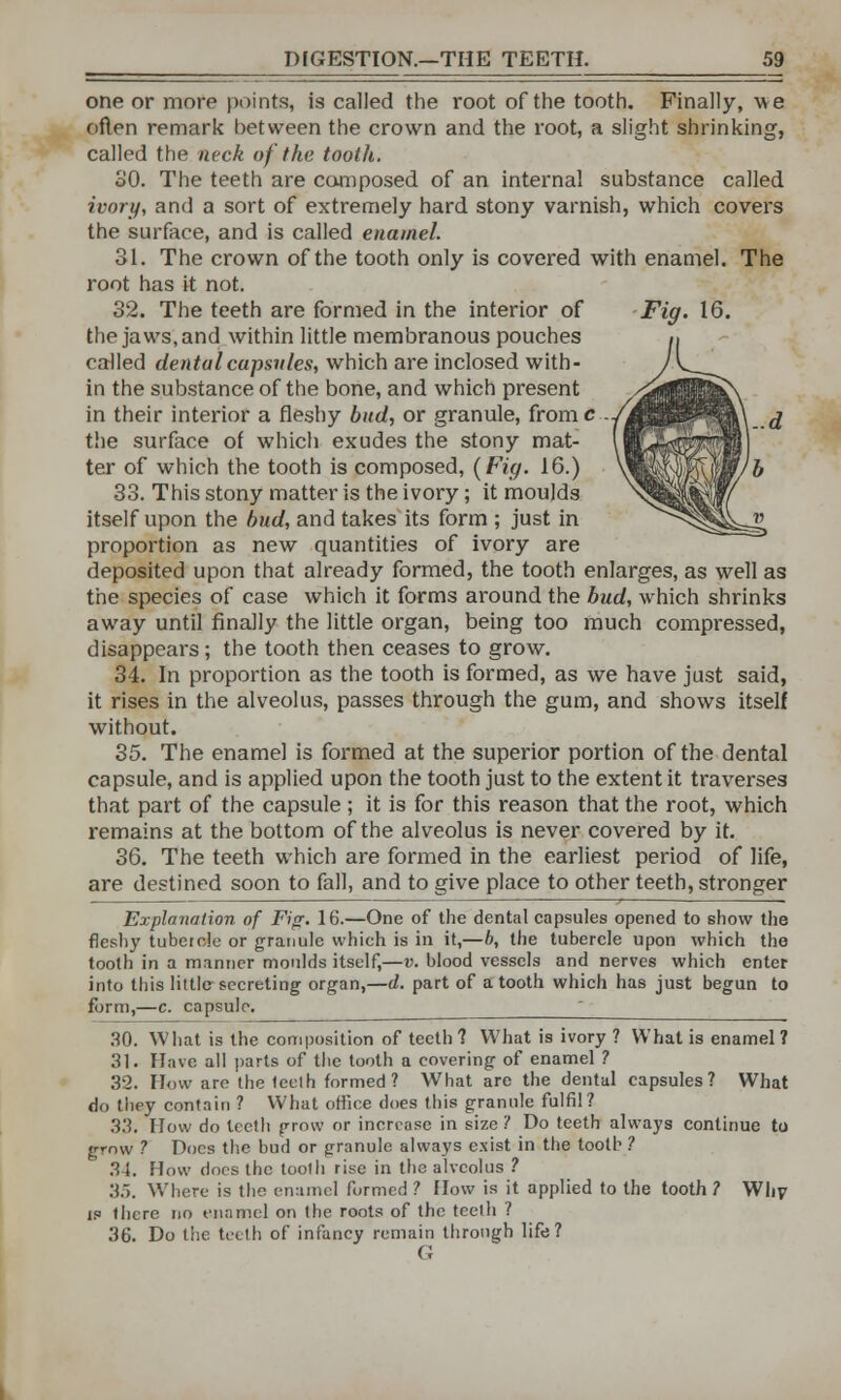 one or more points, is called the root of the tooth. Finally, we often remark between the crown and the root, a slight shrinking, called the neck of the tooth, 30. The teeth are composed of an internal substance called ivory, and a sort of extremely hard stony varnish, which covers the surface, and is called enamel. 31. The crown of the tooth only is covered with enamel. The root has it not. 32. The teeth are formed in the interior of Fig. 16. the jaws, and within little membranous pouches called dental capsules, which are inclosed with- in the substance of the bone, and which present in their interior a fleshy bud, or granule, fromc .., the surface of which exudes the stony mat- ter of which the tooth is composed, (Fig. 16.) 33. This stony matter is the ivory; it moulds itself upon the bud, and takes its form ; just in proportion as new quantities of ivory are deposited upon that already formed, the tooth enlarges, as well as the species of case which it forms around the bud, which shrinks away until finally the little organ, being too much compressed, disappears; the tooth then ceases to grow. 34. In proportion as the tooth is formed, as we have just said, it rises in the alveolus, passes through the gum, and shows itself without. 35. The enamel is formed at the superior portion of the dental capsule, and is applied upon the tooth just to the extent it traverses that part of the capsule ; it is for this reason that the root, which remains at the bottom of the alveolus is never covered by it. 36. The teeth which are formed in the earliest period of life, are destined soon to fall, and to give place to other teeth, stronger Explanation of Fig. 16.—One of the dental capsules opened to show the fleshy tubercle or granule which is in it,—b, the tubercle upon which the tooth in a manner moulds itself,—v. blood vessels and nerves which enter into this little secreting organ,—d. part of a tooth which has just begun to form,—c. capsule. ' 30. What is the composition of teeth? What is ivory ? What is enamel ? 31. Have all parts of the tooth a covering of enamel ? 32. How are the teeth formed? What arc the dental capsules? What do they contain ? What office does this granule fulfil? 33. How do teeth grow or increase in size ? Do teeth always continue to grow ? Docs the bud or granule always exist in the tooth ? 34. How docs the toolh rise in the alveolus ? .'!.>. Where is the enamel formed? How is it applied to the tooth? Why is there no enamel on the roots of the teeth ? 36. Do the teeth of infancy remain through life? c.