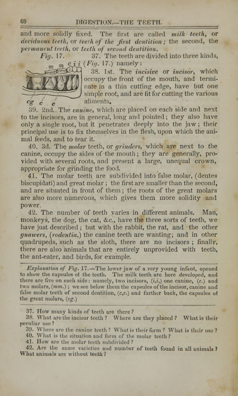 and more solidly tixed. The first are called milk teeth, or deciduous teeth, ox teeth of the first dentition; the second, the permanent teeth, or teeth of second dentition. 37. The teeth are divided into three kinds, cJ£(Fig. 17.) namely: 38. 1st. The incisive or incisor, which occupy the front of the mouth, and termi- nate in a thin cutting edge, have but one simple root, and are fit for cutting the various eg c c aliments. 39. 2nd. The canine, which are placed on each side and next to the incisors, are in general, long and pointed; they also have only a single root, but it penetrates deeply into the jaw ; their principal use is to fix themselves in the flesh, upon which the ani- mal feeds, and to tear it. 40. 3d. The molar teeth, or grinders, which are next to the canine, occupy the sides of the mouth ; they are generally, pro- vided with several roots, and present a large, unequal crown, appropriate for grinding the food. 41. The molar teeth are subdivided into false molar, (dentes biscupidati) and great molar ; the first are smaller than the second, and are situated in front of them; the roots of the great molars are also more numerous, which gives them more solidity and power. 42. The number of teeth varies in different animals. Man, monkeys, the dog, the cat, &c, have the three sorts of teeth, we have just described ; but with the rabbit, the rat, and the other gnawers, (rodentia,) the canine teeth are wanting; and in other quadrupeds, such as the sloth, there are no incisors ; finally, there are also animals that are entirely unprovided with teeth, the ant-eater, and birds, for example. Explanation of Fig. 17.—The lower jaw of a very young infant, opened to show the capsules of the teeth. The milk teeth are here developed, and there are five on each side: namely, two incisors, (i,i,) one canine, (c.) and two molars, (mm.) ; we see below them the capsules of the incisor, canine and false molar teeth of second dentition, (c,c.) and further back, the capsules of the great molars, (eg.) 37. How many kinds of teeth are there? 38. What arc the incisor teeth ? Where are they placed ? Whatistheir peculiar use? 3D. Where are the canine teeth ? What is their form ? What is their use ? 40. What is the situation and form of the molar teeth ? 41. How are the molar teeth subdivided ? 42. Are the same varieties and number of teeth found in all animals ) What animals arc without teeth ?