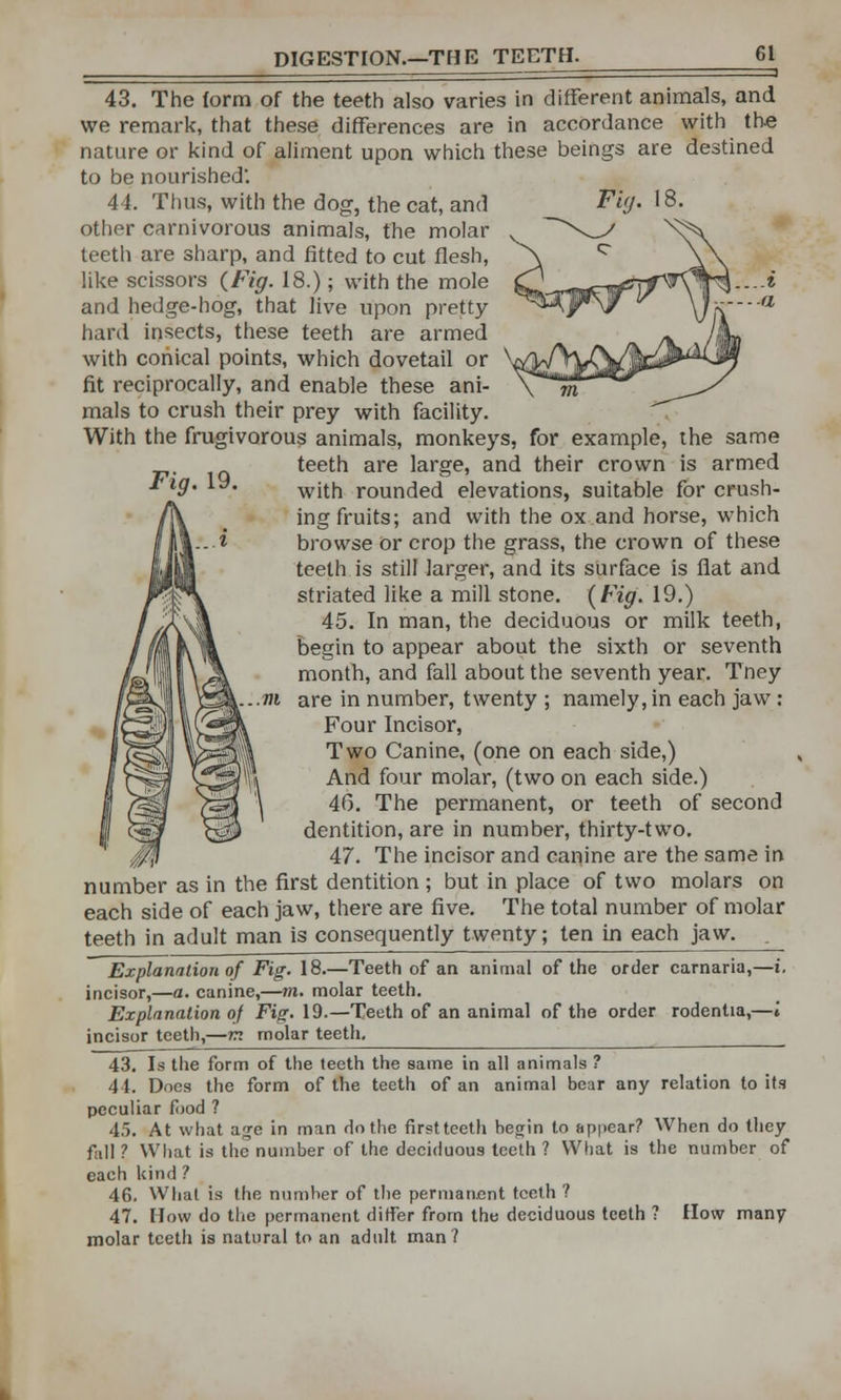 Fig. 19. 43. The form of the teeth also varies in different animals, and we remark, that these differences are in accordance with the nature or kind of aliment upon which these beings are destined to be nourished*. 44. Thus, with the dog, the cat, and other carnivorous animals, the molar teeth are sharp, and fitted to cut flesh, like scissors (Fig. 18.); with the mole and hedge-hog, that live upon pretty- hard insects, these teeth are armed with conical points, which dovetail or fit reciprocally, and enable these ani- mals to crush their prey with facility. With the frugivorous animals, monkeys, for example, the same teeth are large, and their crown is armed with rounded elevations, suitable for crush- ing fruits; and with the ox and horse, which browse or crop the grass, the crown of these teeth is still larger, and its surface is flat and striated like a mill stone. (Fig. 19.) 45. In man, the deciduous or milk teeth, begin to appear about the sixth or seventh month, and fall about the seventh year. Tney are in number, twenty ; namely, in each jaw : Four Incisor, Two Canine, (one on each side,) And four molar, (two on each side.) 46. The permanent, or teeth of second dentition, are in number, thirty-two. 47. The incisor and canine are the same in number as in the first dentition ; but in place of two molars on each side of each jaw, there are five. The total number of molar teeth in adult man is consequently twenty; ten in each jaw. Explanation of Fig. 18.—Teeth of an animal of the order carnaria,—i. incisor,—a. canine,—m. molar teeth. Explanation of Fig. 19.—Teeth of an animal of the order rodentia,—' incisor teeth,—m molar teeth. 43. Is the form of the teeth the same in all animals ? 44. Does the form of the teeth of an animal bear any relation to its peculiar food ? 45. At what age in man do the firsttcetli begin to appear? When do they faill ? What is the number of the deciduous teeth ? What is the number of each kind ? 46. What is the number of the permanent teeth ? 47. How do the permanent differ from the deciduous teeth 1 How many molar tcetli is natural to an adult man?