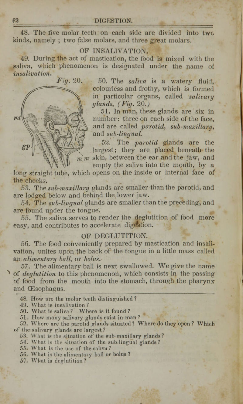 Fig. 20. 48. The five molar teeth on each side are divided into two kinds, namely ; two false molars, and three great molars. OF INSALIVATION. 49. During the act of mastication, the food is mixed with the saliva, which phenomenon is designated under the name of iusalivation. 50. The salira is a watery fluid, colourless and frothy, which is formed in particular organs, called salivary [/lands, (Fig. 20.) 51. In man, these glands are six in number: three on each side of the face, and are called parotid, sub-maxillary, and sub-lingual. 52. The parotid glands are the largest; they are placed beneath the skin, between the ear and the jaw, and empty the saliva into the mouth, by a long straight tube, which opens on the inside or internal face of the cheeks. 53. The sub-maxillary glands are smaller than the parotid, and are lodged below and behind the, lower jaw. 54. The sub-lingual glands are smaller than the preceding, and are found under the tongue. 55. The saliva serves to render the deglutition of food more easy, and contributes to accelerate digestion. OF DEGLUTITION. 56. The food conveniently prepared by mastication and insali- vation, unites upon the back of the tongue in a little mass called an alimentary ball, or bolus. 57. The alimentary ball is next swallowed. We give the name of deglutition to this phenomenon, which consists in the passing of food from the mouth into the stomach, through the pharynx and Oesophagus. 48. How are the molar teeth distinguished ? 49. What is insalivation ? 50. What is saliva? Where is it found ? 51. How many salivary glands exist in man? 52. Where are the parotid glands situated ? Where do they open ? Which fif the salivary glands are largest? 53. What is the situation of the sub-maxillary glands? 54. What is the situation of the sub-lingual glands? 55. What is the use of the saliva ? 56. What is the alimentary ball or bolus ? 57. What is deglutition?