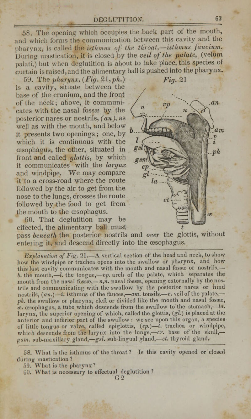 DEGLUTITION. 58. The opening which occupies the back part of the mouth, and which forms tlie communication between this cavity and the pharynx, is called the isthmus of the. throat,—isthmus faucium. During mastication, it is closed by the veil of the palate, (velum palati,) but when deglutition is about to take place, this species of curtain is raised,and the alimentary ball is pushed into the pharynx. 59. The pharynx, (Fig. 21,ph.) is a cavity, situate between the base of the cranium, and the front of the neck; above, it communi- cates with the nasal fossae by the posterior nares or nostrils, (an), as well as with the mouth, and below it presents two openings ; one, by which it is continuous with the oesophagus, the other, situated in front and called glottis, by which it communicates with the larynx and windpipe. We may compare it to a cross-road where the route followed by the air to get from the nose to the lungs, crosses the route followed by the food to get from the mouth to the oesophagus. 60. That deglutition may be effected, the alimentary ball must pass beneath the posterior nostrils and over the glottis, without entering it, and descend directly into the oesophagus. Explanation of Fig. 21.—A vertical section of the head and neck, to show how the windpipe or trachea opens into the swallow or pharynx, and how this last cavity communicates with the mouth and nasal fossae or nostrils,— b. the mouth,—I. the tongue,—vp. arch of the palate, which separates the mouth from the nasal fossa?,— n,n. nasal fossse, opening externally by the nos- trils and communicating with the swallow by the posterior nares or hind nostrils, (an.)—i. isthmus of the fauces,—am. tonsils.—v. veil of the palate,— ph. the swallow or pharynx, cleft or divided like the mouth and nasal fossoe, (C. oesophagus, a tube which descends from the swallow to the stomach,—la. larynx, the superior opening of which, called the glottis, (gl.) is placed at the anterior and inferior part of the swallow : we see upon this organ, a species of little tongue or valve, called epiglottis, (ep.)—t. trachea or windpipe, which descends from the larynx into the lungs,—cr. base of the skull,— gsm. sub-maxillary gland,—gsl. sub-lingual gland,—ct. thyroid gland. 58. What is the isthmus of the throat ? Is this cavity opened or closed during mastication? 59. What is the pharynx7 uO. What is necessary to effectual deglutition ? G2