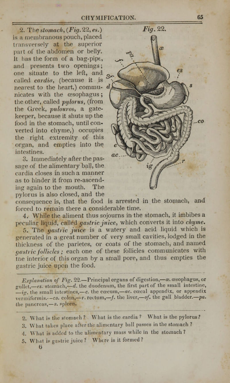 2. The stomach, (Fig. 22, es.) Fig. 22. is a membranous pouch, placed transversely at the superior part of the abdomen or belly. It has the form of a bag-pipe, and presents two openings; one situate to the left, and called cardia, (because it is nearest to the heart,) commu- nicates with the oesophagus; the other, called pylorus, (from the Greek, pulouros, a gate- keeper, because it shuts up the food in the stomach, until con- verted into chyme,) occupies the right extremity of this organ, and empties into the intestines. 3. Immediately after the pas- sage of the alimentary ball, the cardia closes in such a manner as to hinder it from re-ascend- ing again to the mouth. The pylorus is also closed, and the consequence is, that the food is arrested in the stomach, and forced to remain there a considerable time. 4. While the aliment thus sojourns in the stomach, it imbibes a peculiar liquid, called gastric juice, which converts it into chyme. 5. The gastric juice is a watery and acid liquid which is generated in a great number of very small cavities, lodged in the thickness of the parietes, or coats of the stomach, and named gastric follicles; each one of these follicles communicates with trie interior of this organ by a small pore, and thus empties the gastric juice upon the food. Explanation of Fig. 22.—Principal organs of digestion,—os. oesophagus, or rr,illet,—fS. stomach,—d. the duodenum, the iirst part of the small intestine, —i<r. the small intestines,—c. the coecum,—ac. coecal appendix, or appendix vermiformis.--co. colon,—r. rectum,—j. the liver,—of. the gall bladder.—pa. the pancreas,—s. spleen. 2. What is the stomach ? What is the cardia 7 What is the pylorus? .'{. What takes place afierthe alimentary ball passes in the stomach ? •1. What is added to the alimentary mass while in the stomach? 5. What Is gastric juice? Where is it formed? b