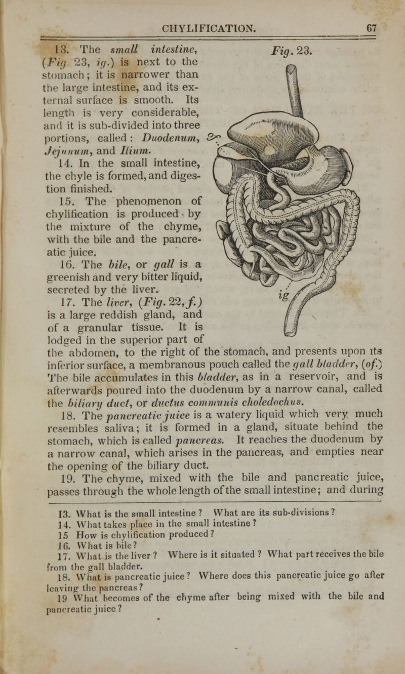 13. The small intestine, (Fig 23, if/.) is next to the stomach; it is narrower than the large intestine, and its ex- ternal surface is smooth. Its length is very considerable, and it is sub-divided into three portions, sailed : Duodenum, Jejunum, and Ilium. 14. In the small intestine, the chyle is formed, and diges- tion finished. 15. The phenomenon of chylification is produced by the mixture of the chyme, with the bile and the pancre- atic juice. 16. The bile, or gall is a greenish and very bitter liquid, secreted by the liver. 17. The liver, (Fig. 22, f.) is a large reddish gland, and of a granular tissue. It is lodged in the superior part of the abdomen, to the right of the stomach, and presents upon its inferior surface, a membranous pouch called the gall bladder, (of.) The bile accumulates in this bladder, as in a reservoir, and is afterwards poured into the duodenum by a narrow canal, called the biliary duct, or ductus communis choledochus. 18. The pancreatic juice is a watery liquid which very much resembles saliva; it is formed in a gland, situate behind the stomach, which is called pancreas. It reaches the duodenum by a narrow canal, which arises in the pancreas, and empties near the opening of the biliary duct. 19. Thechyme, mixed with the bile and pancreatic juice, passes through the whole length of the small intestine; and during 13. What is the small intestine ? What are its sub-divisions ? J4. What takes place in the small intestine? 15 How is chylification produced? .16. What is bile? 17. What is the liver ? Where is it situated ? What part receives the bile from the gall bladder. 18. What is pancreatic juice? Where does this pancreatic juice go after leaving the pancreas? 19 What becomes of the chyme after being mixed with the bile and pancreatic juice?