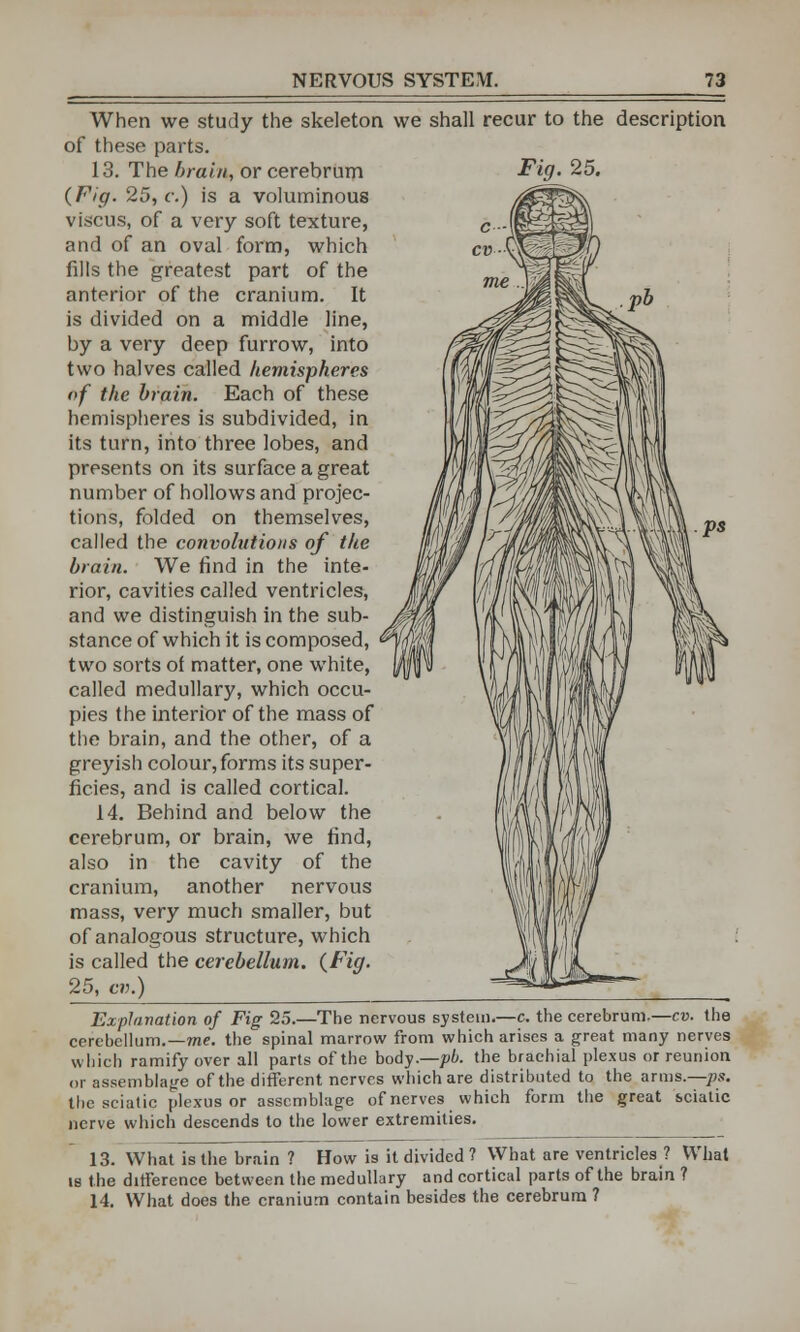 When we study the skeleton we shall recur to the description of these parts. 13. The brain, or cerebrum {Fig. 25, c.) is a voluminous viscus, of a very soft texture, and of an oval form, which fills the greatest part of the anterior of the cranium. It is divided on a middle line, by a very deep furrow, into two halves called hemispheres of the brain. Each of these hemispheres is subdivided, in its turn, into three lobes, and presents on its surface a great number of hollows and projec- tions, folded on themselves, called the convolutions of the brain. We find in the inte- rior, cavities called ventricles, and we distinguish in the sub- stance of which it is composed, two sorts of matter, one white, called medullary, which occu- pies the interior of the mass of the brain, and the other, of a greyish colour, forms its super- ficies, and is called cortical. 14. Behind and below the cerebrum, or brain, we find, also in the cavity of the cranium, another nervous mass, very much smaller, but of analogous structure, which is called the cerebellum. (Fig. 25, cv.) Explanation of Fig 25.—The nervous system.—c. the cerebrum,—cv. the cerebellum.— me. the spinal marrow from which arises a great many nerves which ramify over all parts of the body.—pb. the brachial plexus or reunion or assemblage of the different nerves which are distributed to the arms.—ps. the sciatic plexus or assemblage of nerves which form the great sciatic nerve which descends to the lower extremities. 13. What is the brain ? How is it divided ? What are ventricles ? What is the difference between the medullary and cortical parts of the brain ? 14. What does the cranium contain besides the cerebrum ?