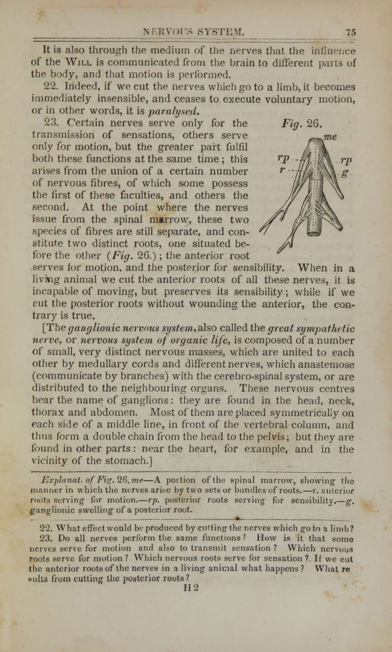 It is also through the medium of the nerves that the influence of the Will is communicated from the brain to different parts of the body, and that motion is performed. 22. Indeed, if we cut the nerves which go to a limb, it becomes immediately insensible, and ceases to execute voluntary motion, or in other words, it is paralysed. 23. Certain nerves serve only for the transmission of sensations, others serve only for motion, but the greater part fulfil both these functions at the same time ; this arises from the union of a certain number of nervous fibres, of which some possess the first of these faculties, and others the second. At the point where the nerves issue from the spinal marrow, these two species of fibres are still separate, and con- stitute two distinct roots, one situated be- fore the other {Fig. 26.); the anterior root serves for motion, and the posterior for sensibility. When in a living animal we cut the anterior roots of all these nerves, it is incapable of moving, but preserves its sensibility; while if we cut the posterior roots without wounding the anterior, the con- trary is true. [Theganglionic nervous system,a\so called the great sympathetic nerve, or nervous system of organic life, is composed of a number of small, very distinct nervous masses, which are united to each other by medullary cords and different nerves, which anastemose (communicate by branches) with the cerebro-spinal system, or are distributed to the neighbouring organs. These nervous centres bear the name of ganglions: they are found in the head, neck, thorax and abdomen. Most of them are placed symmetrically on each side of a middle line, in front of the vertebral column, and thus form a double chain from the head to the pelvis; but they are found in other parts: near the heart, for example, and in the vicinity of the stomach.] Explanat. of Fi>r.2C).me—A portion of the spinal marrow, showing the manner in which the nerves arise by two sets or bundles of roots.—r. anterior roots serving for motion.—rp. posterior roots serving for sensibility.—g. ganglionic swelling of a posterior root. 22. What effect would be produced by cutting the nerves which goto a limb? 23. Do all nerves perform the same functions ? Mow is it that some nerves serve for motion and also to transmit sensation? Which nervous roots serve for motion ? Which nervous roots serve for sensation ?. If we cut the anterior roots of the nerves in a living animal what happens ? What re suits from cutting the posterior roots? H2