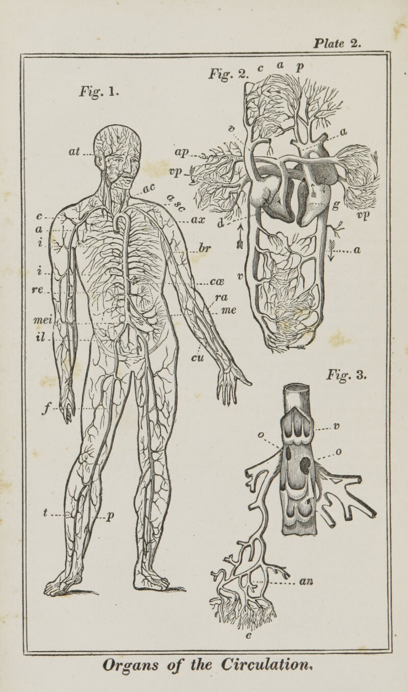 Organs of the Circulation,