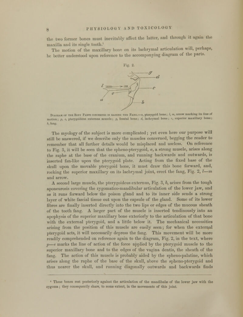 the two former bones must inevitably affect the latter, and through it again the maxilla and its single tooth.1 The motion of the maxillary bone on its lachrymal articulation will, perhaps, be better understood upon reference to the accompanying diagram of the parts. Diagram of the Boxy Parts OOHCEurao a raising the Fa.no.—a, pterygoid bone; /, m, arrow marking its line of motion; /», «, pterygoideus extemus muscle; g, frontal bono; d, lachrymal bone; c, Buperior maxillary bone; 6, fang. The myology of the subject is more complicated; yet even here our purpose will still be answered, if we describe only the muscles concerned, begging the reader to remember that all further details would be misplaced and useless. On reference to Fig. 3, it will be seen that the Bpheno-pterygoid, a, a strong muscle, arises along the raphe at the base of the cranium, and running backwards and outwards, is inserted fan-like upon the pterygoid plate. Acting from the fixed base of the skull upon the movable pterygoid bone, it must draw this bone forward, and, rocking the superior maxillary on its lachrymal joint, erect the fang, Fig. 2, I—m and arrow. A second large muscle, the pterygoideus externus, Fig. 3, b, arises from the tough aponeurosis covering the zygomatico-niandibular articulation of the lower jaw, and as it runs forward below the poison gland and to its inner side sends a strong layer of white fascial tissue out upon the capsule of the gland. Some of its lower fibres are finally inserted directly into the two lips or edges of the mucous sheath of the tooth fang. A larger part of the muscle is inserted tendinously into an apophysis of the superior maxillary bone exteriorly to the articulation of that bone with the external pterygoid, and a little below it. The mechanical necessities arising from the position of this muscle are easily seen; for when the external pterygoid acts, it will necessarily depress the fang. This movement will be more readily comprehended on reference again to the diagram, Fig. 2, in the text, where p—e marks the line of action of the force applied by the pterygoid muscle to the superior maxillary bone and to the edges of the vagina dentis, the sheath of the fan-'. The action of this muscle is probably aided by the spheno-palatine, which arises along the raphe of the base of the skull, above the spheno-pterygoid and thus nearer the skull, and running diagonally outwards and backwards finds 1 These bones rest posteriorly against the articulation of the mandibulae of the lower jaw with the zygoma ; they consequently share, to some extent, in the movements of this joint.
