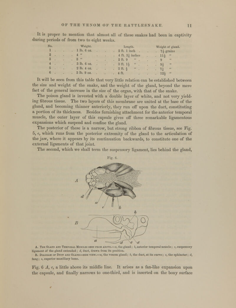 It is proper to mention that almost all of these snakes had been in captivity during periods of from two to eight weeks. No. 1 . Weight. . 1 lb. 6 oz. 2 . . 4  3 . . 3  4 . . 3 lb. 6 oz. 5 . . 2 lb. 4 oz. 6 . . 3 lb. 9 oz. Length. Weight of gland 2 ft. 1 inch . . *l\ grains 4 ft. 3£ inches • ni  2 ft. 9 . 9 3 ft. li  . Qi. « »3 3 ft. A HI « '4 4 ft. . . 12 *•  It will be seen from this table that very little relation can be established between the size and weight of the snake, and the weight of the gland, beyond the mere fact of the general increase in the size of the organ, with that of the snake. The poison gland is invested with a double layer of white, and not very yield- ing fibrous tissue. The two layers of this membrane are united at the base of the gland, and becoming thinner anteriorly, they run off upon the duct, constituting a portion of its thickness. Besides furnishing attachment for the anterior temporal muscle, the outer layer of this capsule gives off three remarkable ligamentous expansions which suspend and confine the gland. The posterior of these is a narrow, but strong ribbon of fibrous tissue, see Fig. 5, e, which runs from the posterior extremity of the gland to the articulation of the jaw, where it appears by its continuation backwards, to constitute one of the external ligaments of that joint. The second, which we shall term the suspensory ligament, lies behind the gland, Fig. 6. <a ^e \c A. The Gland and Temporal Muscles seen from above.—a, the gland; b, anterior temporal muscle; c, suspensory- ligament of the gland extended; d, duct, drawn from its position. B. Diagram of Duct and Gland—side view.—a, the venom gland; b, the duct, at its curve ; c, the sphincter; d, fang ; e, superior maxillary bone. Fig. 6 A, c, a little above its middle line. It arises as a fan-like expansion upon the capsule, and finally narrows to one-third, and is inserted on the bony surface