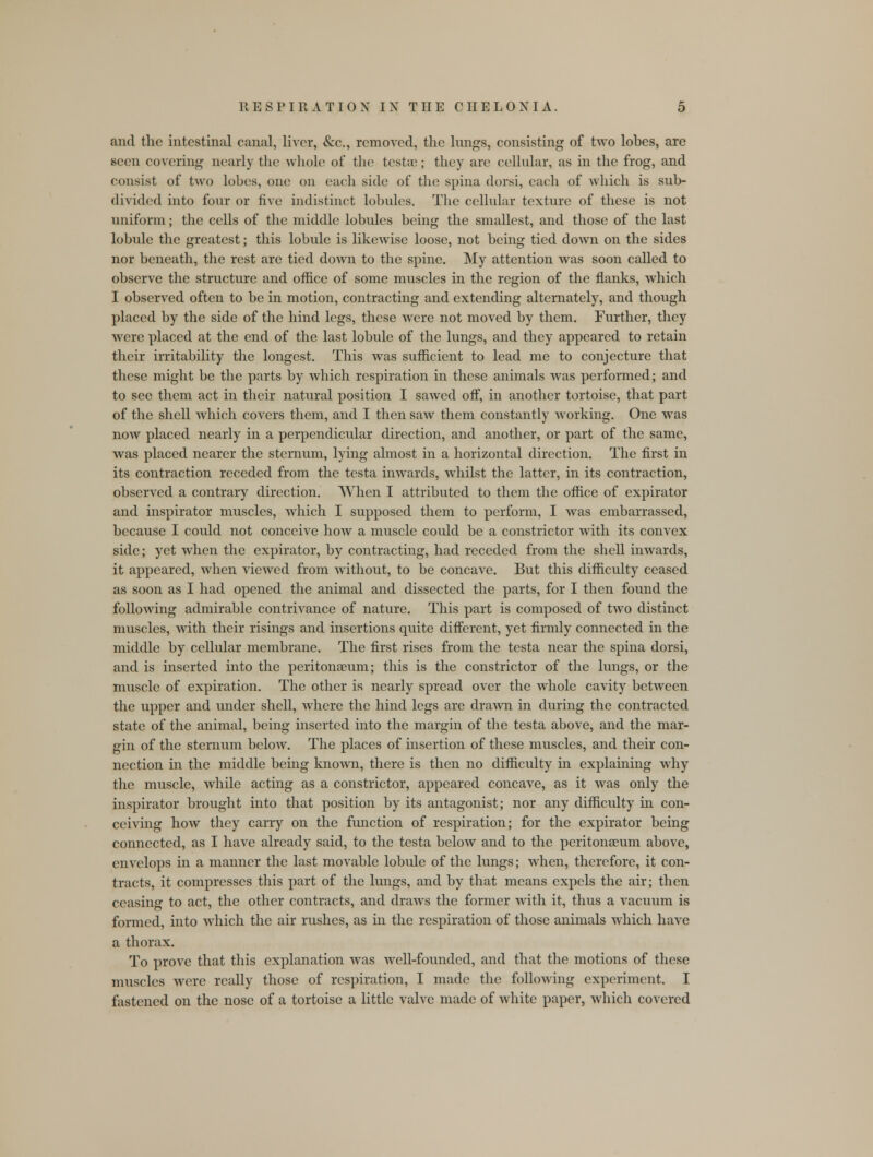 and the intestinal canal, liver, &c, removed, the lungs, consisting of two lobes, are seen covering nearly the whole of the testae; they are cellular, as in the frog, and consist of two lobes, one on each side of the spina dorsi, each of which is sub- divided into four or five indistinct lobules. The cellular texture of these is not uniform; the cells of the middle lobules being the smallest, and those of the last lobule the greatest; this lobule is likewise loose, not being tied down on the sides nor beneath, the rest are tied down to the spine. My attention was soon called to observe the structure and office of some muscles in the region of the flanks, which I observed often to be in motion, contracting and extending alternately, and though placed by the side of the hind legs, these were not moved by them. Further, they were placed at the end of the last lobule of the lungs, and they appeared to retain their irritability the longest. This was sufficient to lead me to conjecture that these might be the parts by which respiration in these animals was performed; and to see them act in their natural position I sawed off, in another tortoise, that part of the shell which covers them, and I then saw them constantly working. One was now placed nearly in a perpendicular direction, and another, or part of the same, was placed nearer the sternum, lying almost in a horizontal direction. The first in its contraction receded from the testa inwards, whilst the latter, in its contraction, observed a contrary direction. When I attributed to them the office of expirator and inspirator muscles, which I supposed them to perform, I was embarrassed, because I could not conceive how a muscle could be a constrictor with its convex side; yet when the expirator, by contracting, had receded from the shell inwards, it appeared, when viewed from without, to be concave. But this difficulty ceased as soon as I had opened the animal and dissected the parts, for I then found the following admirable contrivance of nature. This part is composed of two distinct muscles, with their risings and insertions quite different, yet firmly connected in the middle by cellular membrane. The first rises from the testa near the spina dorsi, and is inserted into the peritonaeum; this is the constrictor of the lungs, or the muscle of expiration. The other is nearly spread over the whole cavity between the upper and under shell, where the hind legs are drawn in during the contracted state of the animal, being inserted into the margin of the testa above, and the mar- gin of the sternum below. The places of insertion of these muscles, and their con- nection in the middle being known, there is then no difficulty in explaining why the muscle, while acting as a constrictor, appeared concave, as it was only the inspirator brought into that position by its antagonist; nor any difficulty in con- ceiving how they carry on the function of respiration; for the expirator being connected, as I have already said, to the testa below and to the peritonaeum above, envelops in a manner the last movable lobule of the lungs; when, therefore, it con- tracts, it compresses this part of the lungs, and by that means expels the air; then ceasing to act, the other contracts, and draws the former with it, thus a vacuum is formed, into which the air rushes, as in the respiration of those animals which have a thorax. To prove that this explanation was well-founded, and that the motions of these muscles were really those of respiration, I made the following experiment. I fastened on the nose of a tortoise a little valve made of white paper, which covered