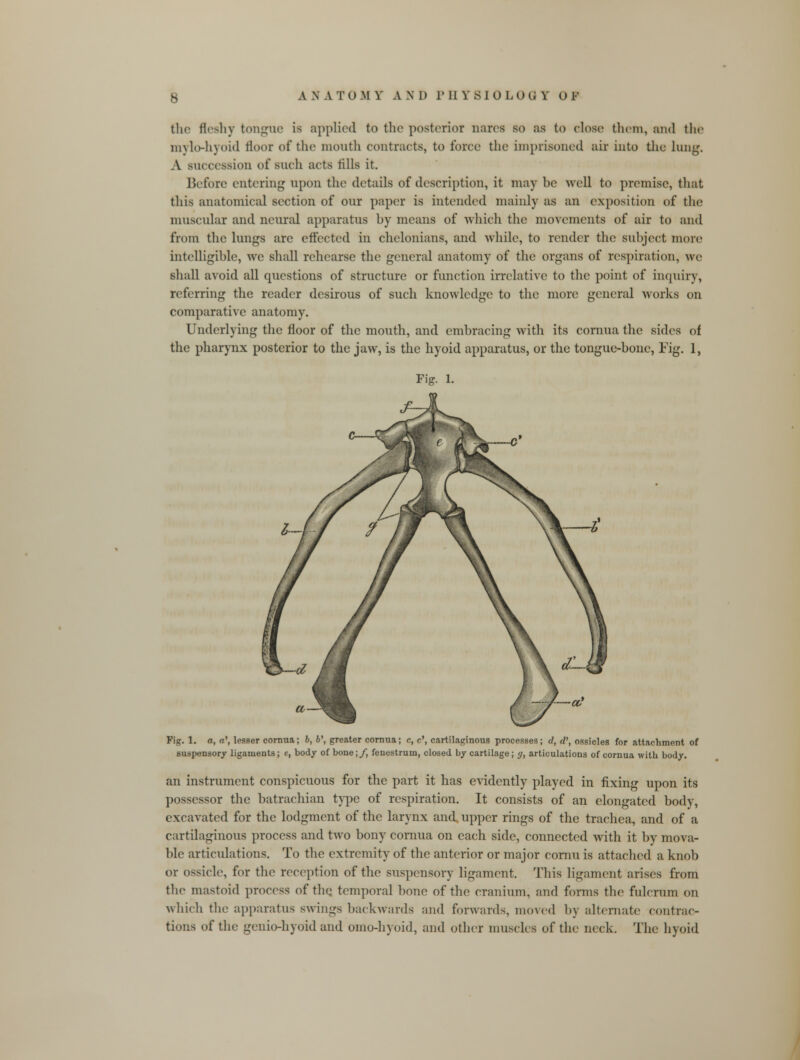 the fleshy tongue is applied to the posterior nares so as to elose them, and the mylohyoid floor of the mouth contracts, to force the imprisoned air into the lung. A succession of such acts fills it. Before entering upon the details of description, it may be well to premise, that this anatomical section of our paper is intended mainly as an exposition of the muscular and neural apparatus by means of which the movements of air to and from the lungs are effected in chelonians, and while, to render the subject more intelligible, we shall rehearse the general anatomy of the organs of respiration, we shall avoid all questions of structure or function irrelative to the point of inquiry, referring the reader desirous of such knowledge to the more general works on comparative anatomy. Underlying the floor of the mouth, and embracing with its cornua the sides of the pharynx posterior to the jaw, is the hyoid apparatus, or the tongue-bone, Fig. 1, F.v 1. Fig. 1. a, a\ lesser cornua; b, 6', greater cornua; c, c', cartilaginous processes; d, d\ ossicles for attachment of suspensory ligaments; e, body of bone;/, fenestrum, closed by cartilage; <j, articulations of cornua with body. an instrument conspicuous for the part it has evidently played in fixing upon its possessor the batrachian type of respiration. It consists of an elongated body, excavated for the lodgment of the larynx and, upper rings of the trachea, and of a cartilaginous process and two bony cornua on each side, connected with it by mova- ble articulations. To the extremity of the anterior or major cornu is attached a knob or ossicle, for the reception of the suspensory ligament. This ligament arises from the mastoid process of the. temporal bone of the cranium, and forms the fulcrum on which the apparatus swings backwards and forwards, moved by alternate contrac- tions of the geiiio-hyoid and omo-hyoid, and other muscles of the neck. The hyoid