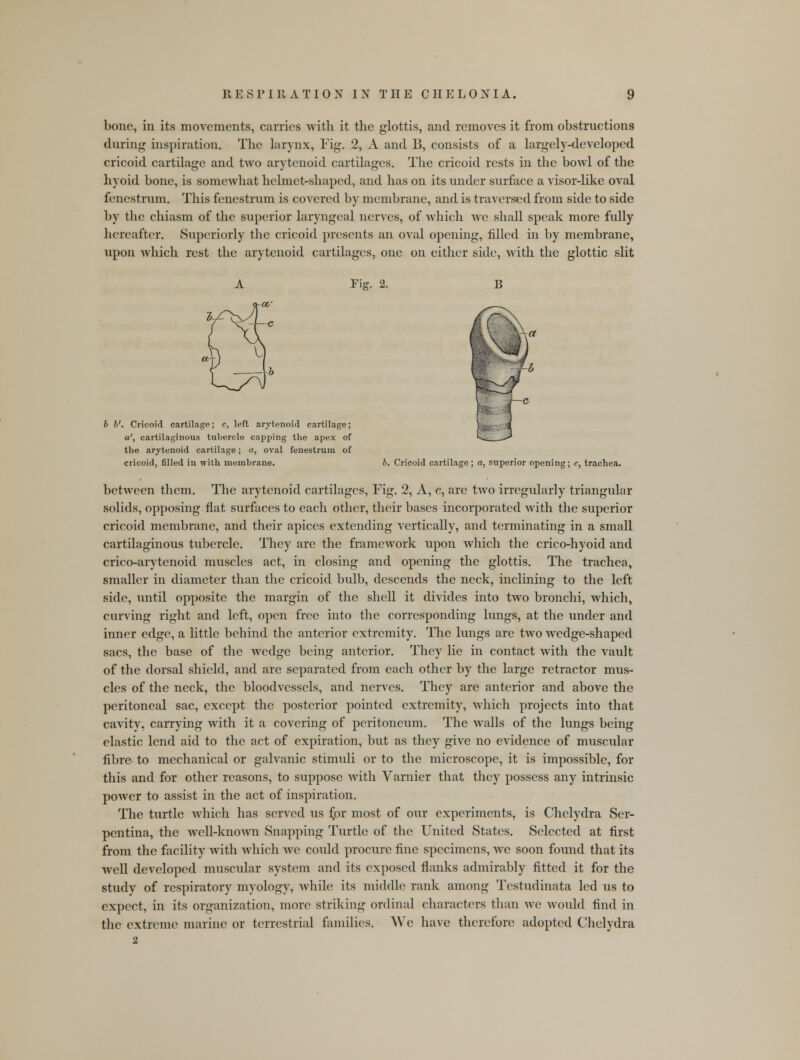 bone, in its movements, carries with it the glottis, and removes it from obstructions during inspiration. The larynx, Fig. 2, A and B, consists of a largely-developed cricoid cartilage and two arytenoid cartilages. The cricoid rests in the bowl of the hyoid bone, is somewhat helmet-shaped, and has on its under surface a visor-like oval fenestrum. This fencstrum is covered by membrane, and is traversed from side to side by the chiasm of the superior laryngeal nerves, of which we shall speak more fully hereafter. Superiorly the cricoid presents an oval opening, filled in by membrane, upon which rest the arytenoid cartilages, one on either side, with the glottic slit Fig. 2. B 6 b'. Cricoid cartilage; c, left arytenoid cartilage; a', cartilaginous tubercle capping the apex of the arytenoid cartilage; a, oval fenestrum of cricoid, filled in with membrane. b. Cricoid cartilage; a, superior opening; c, trachea. between them. The arytenoid cartilages, Fig. 2, A, c, are two irregularly triangular solids, opposing flat surfaces to each other, their bases incorporated with the superior cricoid membrane, and their apices extending vertically, and terminating in a small cartilaginous tubercle. They are the framework upon which the crico-hyoid and crico-arytenoid muscles act, in closing and opening the glottis. The trachea, smaller in diameter than the cricoid bulb, descends the neck, inclining to the left side, until opposite the margin of the shell it divides into two bronchi, which, curving right and left, open free into the corresponding lungs, at the under and inner edge, a little behind the anterior extremity. The lungs are two wedge-shaped sacs, the base of the wedge being anterior. They lie in contact with the vault of the dorsal shield, and are separated from each other by the large retractor mus- cles of the neck, the bloodvessels, and nerves. They are anterior and above the peritoneal sac, except the posterior pointed extremity, which projects into that cavity, carrying with it a covering of peritoneum. The walls of the lungs being elastic lend aid to the act of expiration, but as they give no evidence of muscular fibre- to mechanical or galvanic stimuli or to the microscope, it is impossible, for this and for other reasons, to suppose with Varnier that they possess any intrinsic power to assist in the act of inspiration. The turtle which has served us fpr most of our experiments, is Chelydra Ser- pentina, the well-knoAvn Snapping Turtle of the United States. Selected at first from the facility with which we could procure fine specimens, we soon found that its well developed muscular system and its exposed flanks admirably fitted it for the study of respiratory myology, while its middle rank among Testudinata led us to expect, in its organization, more striking ordinal characters than we would find in the extreme marine or terrestrial families. We have therefore adopted Chelydra 2