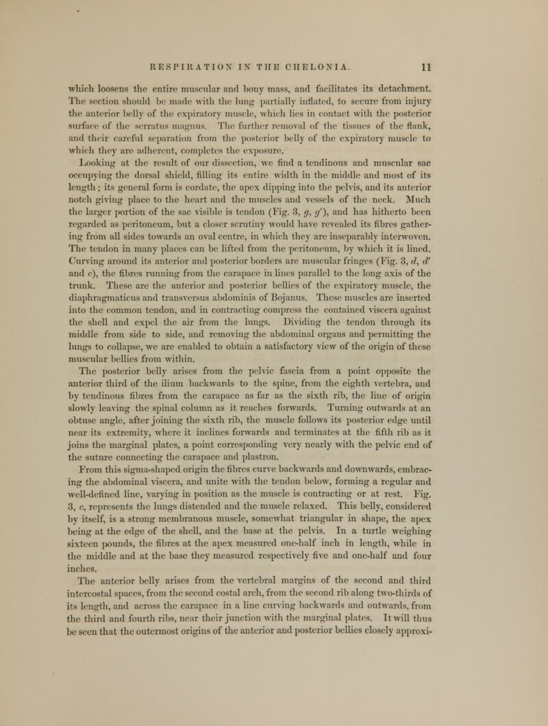 which loosens the entire muscular and bony mass, and facilitates its detachment. The section should be made with the lung partially inflated, to secure from injury the anterior belly of the expiratory muscle, which lies in contact with the posterior surface of the serratus magnus. The further removal of the tissues of the flank, and their careful separation from the posterior belly of the expiratory muscle to which they are adherent, completes the exposure. Looking at the result of our dissection, we find a tendinous and muscular sac occupying the dorsal shield, filling its entire width in the middle and most of its length; its general form is cordate, the apex dipping into the pelvis, and its anterior notch giving place to the heart and the muscles and vessels of the neck. Much the larger portion of the sac visible is tendon (Fig. 3, g, g'), and has hitherto been regarded as peritoneum, but a closer scrutiny would have revealed its fibres gather- ing from all sides towards an oval centre, in which they are inseparably interwoven. The tendon in many places can be lifted from the peritoneum, by which it is lined. Curving around its anterior and posterior borders are muscular fringes (Fig. 3, d, d' and c), the fibres running from the carapace in lines parallel to the long axis of the trunk. These are the anterior and posterior bellies of the expiratory muscle, the diaphragmaticus and transversus abdominis of Bojanus. These muscles are inserted into the common tendon, and in contracting compress the contained viscera against the shell and expel the air from the lungs. Dividing the tendon through its middle from side to side, and removing the abdominal organs and permitting the lungs to collapse, we are enabled to obtain a satisfactory view of the origin of these muscular bellies from within. The posterior belly arises from the pelvic fascia from a point opposite the anterior third of the ilium backwards to the spine, from the eighth vertebra, and by tendinous fibres from the carapace as far as the sixth rib, the line of origin slowly leaving the spinal column as it reaches forwards. Turning outwards at an obtuse angle, after joining the sixth rib, the muscle follows its posterior edge until near its extremity, where it inclines forwards and terminates at the fifth rib as it joins the marginal plates, a point corresponding very nearly with the pelvic end of the suture connecting the carapace and plastron. From this sigma-shaped origin the fibres curve backwards and downwards, embrac- ing the abdominal viscera, and unite with the tendon below, forming a regular and well-defined line, varying in position as the muscle is contracting or at rest. Fig. 3, c, represents the lungs distended and the muscle relaxed. This belly, considered by itself, is a strong membranous muscle, somewhat triangular in shape, the apex being at the edge of the shell, and the base at the pelvis. In a turtle weighing sixteen pounds, the fibres at the apex measured one-half inch in length, while in the middle and at the base they measured respectively five and one-half and four inches. The anterior belly arises from the vertebral margins of the second and third intercostal spaces, from the second costal arch, from the second rib along two-thirds of its length, and across the carapace in a line curving backwards and outwards, from the third and fourth ribs, near their junction with the marginal plates. It will thus be seen that the outermost origins of the anterior and posterior bellies closely approxi-