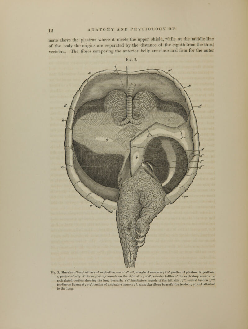 13 mute above the plastron when- it meets the upper shield,while at the middle line of the bod) the origins an- separated by the distance of the eighth from the third vertebra. The tores composing the anterior belly are close and firm for the outer Fie. 3. Pig. 3. Muscles of inspiration and expiration.—a a' a a', margin of carapace; h V, portion of plastron in position ; c, posterior belly of the expiratory muscle on the right side ; d </', anterior bellies of the expiratory muscle; e, reticulated portion showing the lung beneath ; ft', inspiratory muscle of the lift side ; / , central tendon;/', tindinous ligament; <j </', tendon of expiratory muscle ; A, muscular fibres beneath the tendon </ </', and attached to the lung.