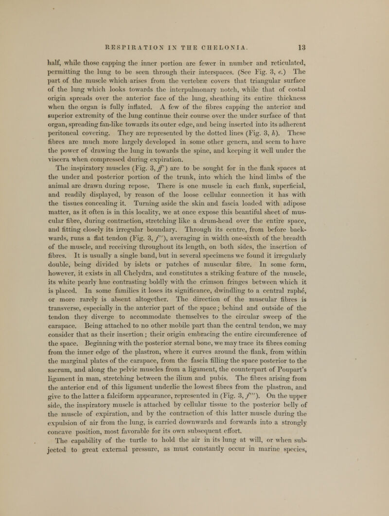 half, while those capping the inner portion are fewer in number and reticulated, permitting the lung to be seen through their interspaces. (See Fig. 3, e.) The part of the muscle which arises from the vertebrae covers that triangular surface of the lung which looks towards the interpulmonary notch, while that of costal origin spreads over the anterior face of the lung, sheathing its entire thickness when the organ is fully inflated. A few of the fibres capping the anterior and superior extremity of the lung continue their course over the under surface of that organ, spreading fan-like towards its outer edge, and being inserted into its adherent peritoneal covering. They are represented by the dotted lines (Fig. 3, h). These fibres are much more largely developed in some other genera, and seem to have the power of drawing the lung in towards the spine, and keeping it well under the viscera when compressed during expiration. The inspiratory muscles (Fig. 3,Jf') are to be sought for in the flank spaces at the under and posterior portion of the trunk, into which the hind limbs of the animal are drawn during repose. There is one muscle in each flank, superficial, and readily displayed, by reason of the loose cellular connection it has with the tissues concealing it. Turning aside the skin and fascia loaded with adipose matter, as it often is in this locality, we at once expose this beautiful sheet of mus- cular fibre, during contraction, stretching like a drum-head over the entire space, and fitting closely its irregular boundary. Through its centre, from before back- wards, runs a flat tendon (Fig. 3,/), averaging in width one-sixth of the breadth of the muscle, and receiving throughout its length, on both sides, the insertion of fibres. It is usually a single band, but in several specimens we found it irregularly double, being divided by islets or patches of muscular fibre. In some form, however, it exists in all Chelydra, and constitutes a striking feature of the muscle, its white pearly hue contrasting boldly with the crimson fringes between which it is placed. In some families it loses its significance, dwindling to a central raphe, or more rarely is absent altogether. The direction of the muscular fibres is transverse, especially in the anterior part of the space; behind and outside of the tendon they diverge to accommodate themselves to the circular sweep of the carapace. Being attached to no other mobile part than the central tendon, we may consider that as their insertion; their origin embracing the entire circumference of the space. Beginning with the posterior sternal bone, we may trace its fibres coming from the inner edge of the plastron, where it curves around the flank, from within the marginal plates of the carapace, from the fascia filling the space posterior to the sacrum, and along the pelvic muscles from a ligament, the counterpart of Poupart's ligament in man, stretching between the ilium and pubis. The fibres arising from the anterior end of this ligament underlie the lowest fibres from the plastron, and give to the latter a falciform appearance, represented in (Fig. 3, /')• On the upper side, the inspiratory muscle is attached by cellular tissue to the posterior belly of the muscle of expiration, and by the contraction of this latter muscle during the expulsion of air from the lung, is carried downwards and forwards into a strongly concave position, most favorable for its own subsequent effort. The capability of the turtle to hold the air in its lung at will, or when sub- jected to great external pressure, as must constantly occur in marine species,