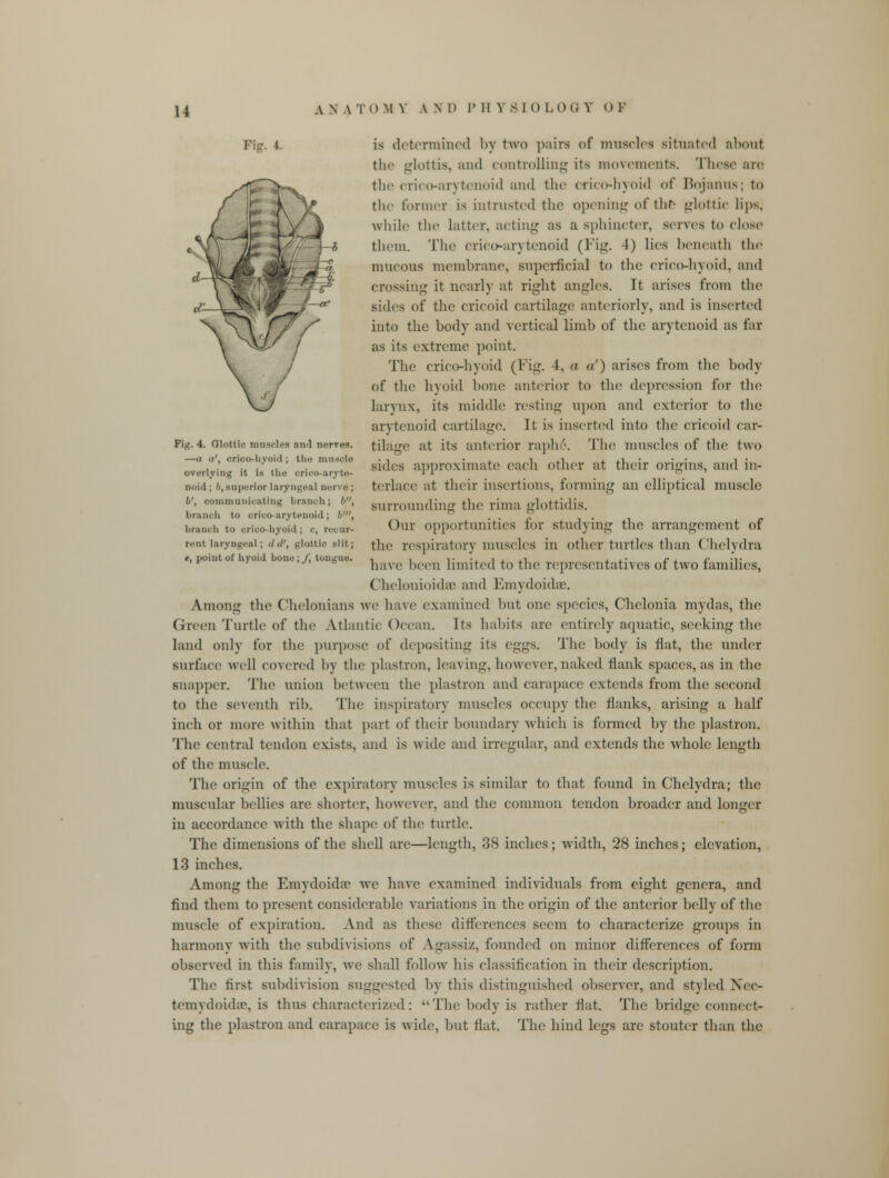 n Fig. 4. Glottic nrasclea and nerves. —(i b', crico-hyoid ; tin- muscle overlying it is tin; orico-aryte- noid ; b, superior laryngeal nerve; I', oommanioating branoh; 5, branch to cricoarytenoid; It', branoh to orloo-hyoid ; <•, recur- rent laryngeal; </'/', glottic slit; t, point of hyoid bone ; /, tongue. is determined by two pairs of muscles situated about the glottis, and controlling its movements. These arc the crico-arytenoid and the crico-hyoid of Bojanns; to the former is intrusted the opening of the glottic lips, while the latter, acting as a sphincter, serves to close them. The crico-arytenoid (Tig. -1) lies beneath the mucous membrane, superficial to the crico-hyoid, and crossing it nearly at right angles. It arises from the sides of the cricoid cartilage anteriorly, and is inserted into the body and vertical limb of the arytenoid as far as its extreme point. The crico-hyoid (Tig. 4, a a') arises from the body of tin1 hyoid bone anterior to the depression for the larynx, its middle resting upon and exterior to the arytenoid cartilage. It is inserted into the cricoid car- tilage at its anterior raph6. The muscles of the two sides approximate each other at their origins, and in- terlace at their insertions, forming an elliptical muscle surrounding the rima glottidis. Our opportunities for studying tin1 arrangement of the respiratory muscles in other turtles than Chelydra have been limited to the representatives of two families, Chelonioidee and Emydoidae. Among the Chelonians we have examined but one species, Chelonia mydas, the Green Turtle of the Atlantic Ocean. Its habits are entirely aquatic, seeking the land only for the purpose of depositing its eggs. The body is fiat, the under surface well covered by the plastron, leaving, however, naked flank spaces, as in the snapper. The union between the plastron and carapace extends from the second to the seventh rib. The inspiratory muscles occupy the flanks, arising a half inch or more within that part of their boundary which is formed by the plastron. The central tendon exists, and is wide and irregular, and extends the whole length of the muscle. The origin of the expiratory muscles is similar to that found in Chelydra; the muscular bellies are shorter, however, and the common tendon broader and longer in accordance with the shape of the turtle. The dimensions of the shell are—length, 38 inches; width, 28 inches; elevation, 13 inches. Among the Emydoidne we have examined individuals from eight genera, and find them to present considerable variations in the origin of the anterior belly of the muscle of expiration. And as these differences seem to characterize groups in harmony witli the subdivisions of Agassiz. founded on minor differences of form observed in this family, we shall follow his classification in their description. The first subdivision suggested by this distinguished observer, and styled Nec- temydoidae, is thus characterized: The body is rather flat. Tin; bridge connect- ing the plastron and carapace is wide, but flat. The hind legs are stouter than the