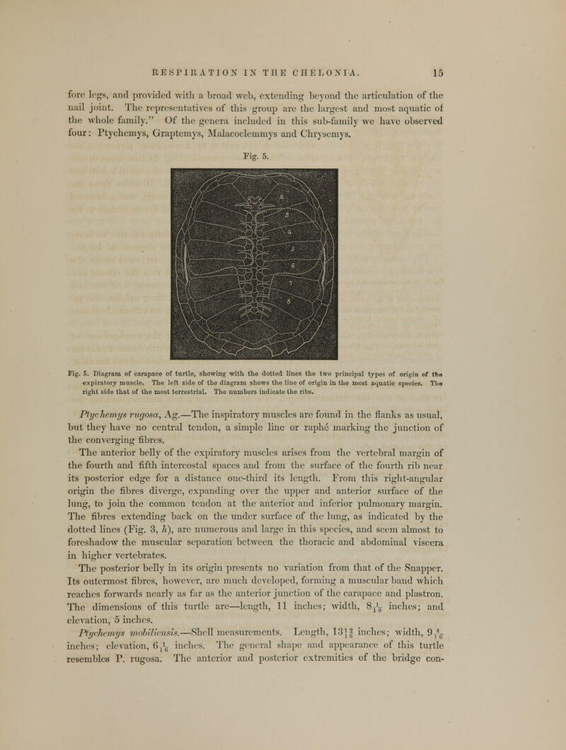 fore legs, and provided with a broad web, extending beyond the articulation of the nail joint. The representatives of this group arc the largest and most aquatic of the whole family. Of the genera included in this sub-family we have observed four: Ptychemys, Graptemys, Malacoclemmys and Chrysemys. Fig. 5. Diagram of carapace of turtle, showing with the dotted lines the two principal types of origin of tn<» expiratory muscle. The left side of the diagram shows the line of origin in the most aquatic species. The right side that of the most terrestrial. The numbers indicate the ribs. Ptychemys rugosa, Ag.—The inspiratory muscles are found in the flanks as usual, but they have no central tendon, a simple line or raphe marking the junction of the converging fibres. The anterior belly of the expiratory muscles arises from the vertebral margin of the fourth and fifth intercostal spaces and from the surface of the fourth rib near its posterior edge for a distance one-third its length. From this right-angular origin the fibres diverge, expanding over the upper and anterior surface of the lung, to join the common tendon at the anterior and inferior pulmonary margin. The fibres extending back on the under surface of the lung, as indicated by the dotted lines (Fig. 3, 7t), arc numerous and large in this species, and seem almost to foreshadow the muscular separation between the thoracic and abdominal viscera in higher vertebrates. The posterior belly in its origin presents no variation from that of the Snapper. Its outermost fibres, however, are much developed, forming a muscular band which reaches forwards nearly as far as the anterior junction of the carapace and plastron. The dimensions of this turtle are—length, 11 inches; width, 8^ inches; and elevation, 5 inches. Ptychemys mobiliensis.—Shell measurements. Length, 13]| inches; width, 9T4^ inches; elevation, 6^ inches. The general shape and appearance of this turtle resembles P. rugosa. The anterior and posterior extremities of the bridge con-