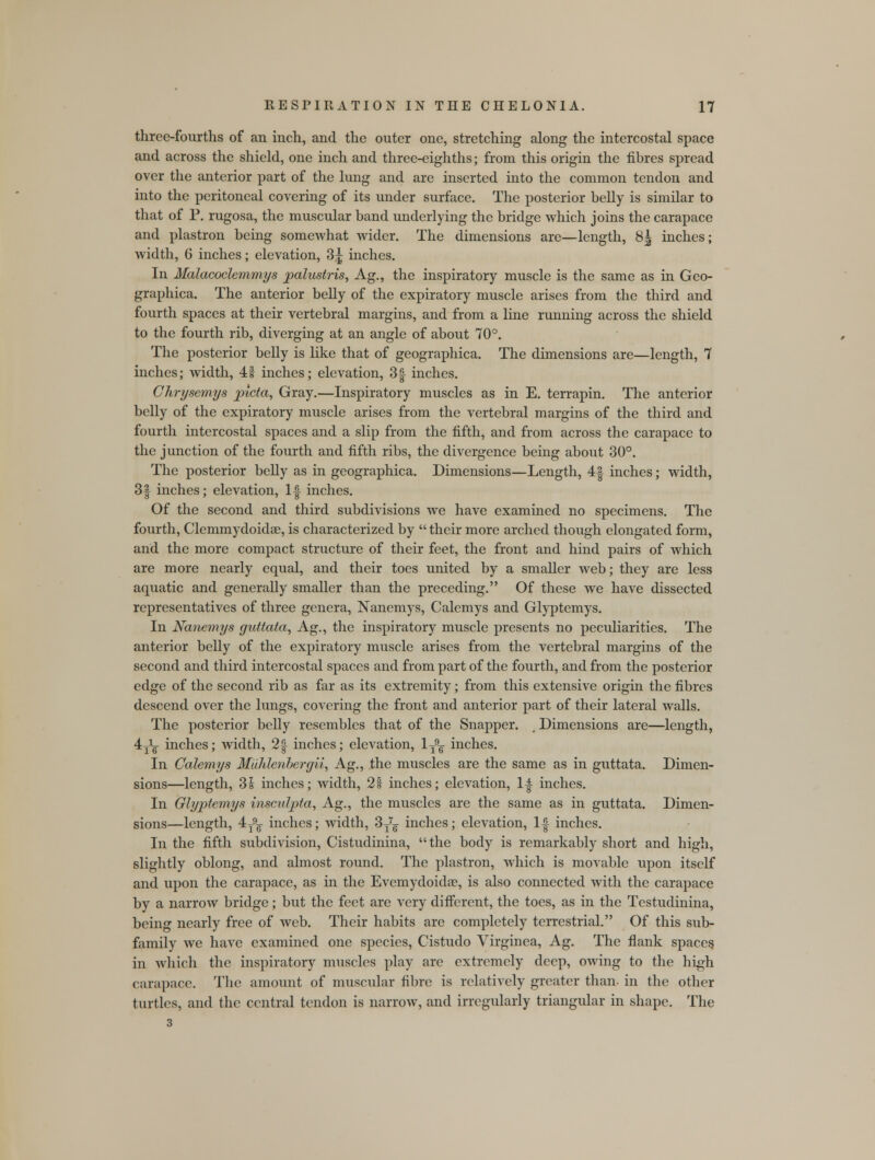 three-fourths of an inch, and the outer one, stretching along the intercostal space and across the shield, one inch and three-eighths; from this origin the fibres spread over the anterior part of the lung and are inserted into the common tendon and into the peritoneal covering of its under surface. The posterior belly is similar to that of P. rugosa, the muscular band underlying the bridge which joins the carapace and plastron being somewhat wider. The dimensions are—length, 8| inches; width, 6 inches; elevation, 3J; inches. In Malacoclemmys palustris, Ag., the inspiratory muscle is the same as in Geo- graphica. The anterior belly of the expiratory muscle arises from the third and fourth spaces at their vertebral margins, and from a line running across the shield to the fourth rib, diverging at an angle of about 70°. The posterior belly is like that of geographica. The dimensions are—length, 7 inches; width, 41 inches; elevation, 3§ inches. Chrysemys picta, Gray.—Inspiratory muscles as in E. terrapin. The anterior belly of the expiratory muscle arises from the vertebral margins of the third and fourth intercostal spaces and a slip from the fifth, and from across the carapace to the junction of the fourth and fifth ribs, the divergence being about 30°. The posterior belly as in geographica. Dimensions—Length, 4§ inches; width, 3| inches; elevation, 1|- inches. Of the second and third subdivisions we have examined no specimens. The fourth, Clemmydoidse, is characterized by  their more arched though elongated form, and the more compact structure of their feet, the front and hind pairs of which are more nearly equal, and their toes united by a smaller web; they are less aquatic and generally smaller than the preceding. Of these we have dissected representatives of three genera, Nanemys, Calemys and Glyptemys. In Nanemys guttata, Ag., the inspiratory muscle presents no peculiarities. The anterior belly of the expiratory muscle arises from the vertebral margins of the second and third intercostal spaces and from part of the fourth, and from the posterior edge of the second rib as far as its extremity; from this extensive origin the fibres descend over the lungs, covering the front and anterior part of their lateral walls. The posterior belly resembles that of the Snapper. , Dimensions are—length, 4Jg- inches; width, 2| inches; elevation, 1T9^ inches. In Calemys Miihlenbergii, Ag., the muscles are the same as in guttata. Dimen- sions—length, 31 inches; width, 2S inches; elevation, 1| inches. In Glyptemys insculpta, Ag., the muscles are the same as in guttata. Dimen- sions—length, 4T9g inches; width, 3T7g inches; elevation, 1-| inches. In the fifth subdivision, Cistudinina, the body is remarkably short and high, slightly oblong, and almost round. The plastron, which is movable upon itself and upon the carapace, as in the Evemydoidse, is also connected with the carapace by a narrow bridge; but the feet are very different, the toes, as in the Testudinina, being nearly free of web. Their habits are completely terrestrial. Of this sub- family we have examined one species, Cistudo Virginea, Ag. The flank spaces in which the inspiratory muscles play are extremely deep, owing to the high carapace. The amount of muscular fibre is relatively greater than in the other turtles, and the central tendon is narrow, and irregularly triangular in shape. The 3