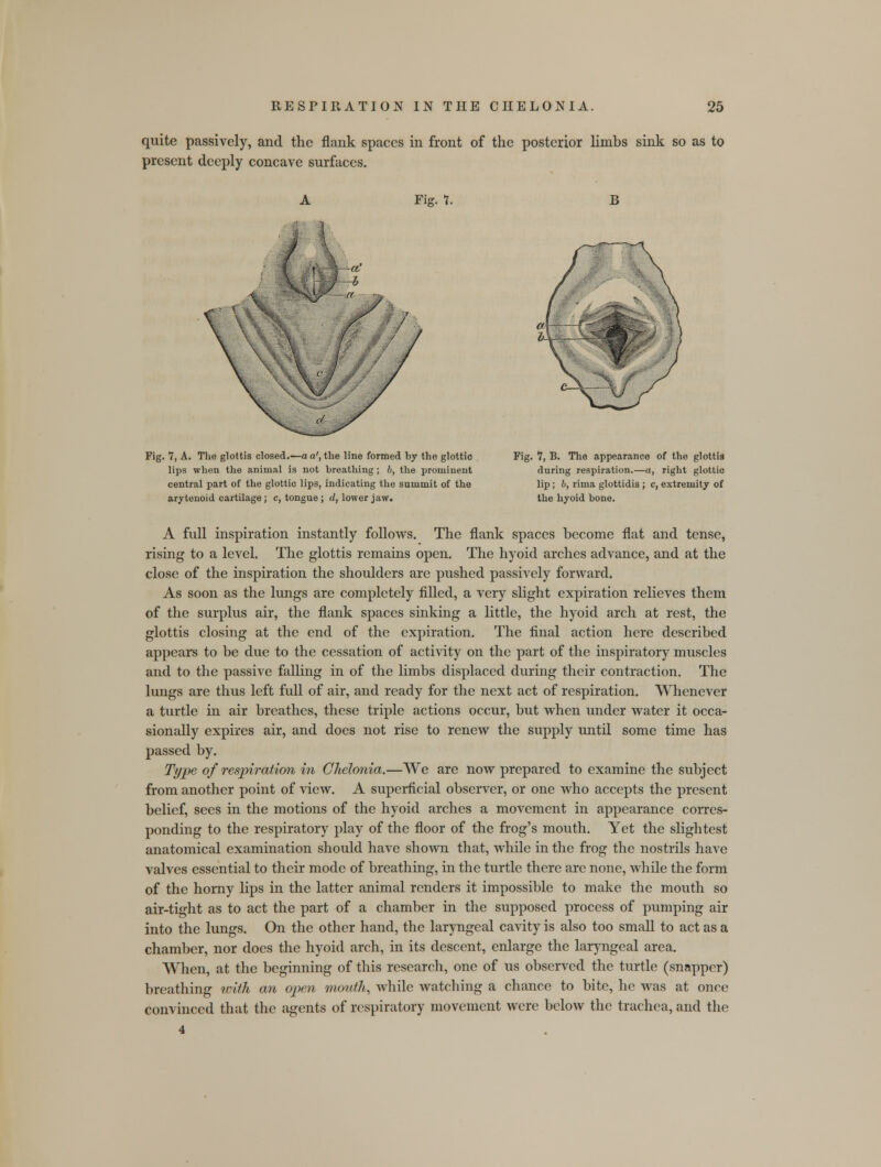 quite passively, and the flank spaces in front of the posterior limbs sink so as to present deeply concave surfaces. Fig. 7. B / i 9—CC,' 'I Fig. 7, A. The glottis closed.—a a', the line formed by the glottic lips when the animal is not breathing; b, the prominent central part of the glottic lips, indicating the summit of the arytenoid cartilage ; c, tongue ; d, lower jaw. Fig. 7, B. The appearance of the glottis during respiration.—a, right glottic lip ; b, rima glottidis ; c, extremity of the hyoid bone. A full inspiration instantly follows. The flank spaces become flat and tense, rising to a level. The glottis remains open. The hyoid arches advance, and at the close of the inspiration the shoulders are pushed passively forward. As soon as the lungs are completely filled, a very slight expiration relieves them of the surplus air, the flank spaces sinking a little, the hyoid arch at rest, the glottis closing at the end of the expiration. The final action here described appears to be due to the cessation of activity on the part of the inspiratory muscles and to the passive failing in of the limbs displaced during their contraction. The lungs are thus left full of air, and ready for the next act of respiration. Whenever a turtle in air breathes, these triple actions occur, but when under water it occa- sionally expires air, and does not rise to renew the supply until some time has passed by. Type of respiration in CJielonia.—We are now prepared to examine the subject from another point of view. A superficial observer, or one who accepts the present belief, sees in the motions of the hyoid arches a movement in appearance corres- ponding to the respiratory play of the floor of the frog's mouth. Yet the slightest anatomical examination should have shown that, while in the frog the nostrils have valves essential to their mode of breathing, in the turtle there are none, while the form of the horny lips in the latter animal renders it impossible to make the mouth so air-tight as to act the part of a chamber in the supposed process of pumping air into the lungs. On the other hand, the laryngeal cavity is also too small to act as a chamber, nor does the hyoid arch, in its descent, enlarge the laryngeal area. When, at the beginning of this research, one of us observed the turtle (snapper) breathing wiih an open mouth, while watching a chance to bite, he was at once convinced that the agents of respiratory movement were below the trachea, and the 4