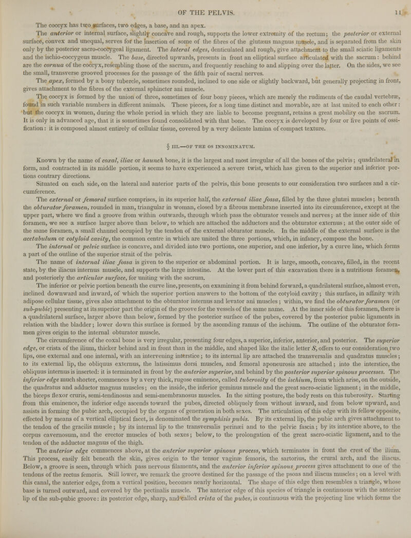The coccyx has two surfaces, two edges, a base, and an apex. The anterior or internal surface, slightly concave and rough, supports the lower extremity of the rectum; the posterior or external surface, convex and unequal, serves for the insertion of some of the fibres of the glutasus magnus muscle, and is separated from the skin only by the posterior sacro-coccygeal ligament. The lateral edges, denticulated and rough, give attachment to the small sciatic ligaments and the ischio-coccygeus muscle. The base, directed upwards, presents in front an elliptical surface articulated with the sacrum: behind are the cornua of the coccyx, resembling those of the sacrum, and frequently reaching to and slipping over the latter. On the sides, we Bee the small, transverse grooved processes for the passage of the fifth pair of sacral nerves. The apex, formed by a bony tubercle, sometimes rounded, inclined to one side or slightly backward, but generally projecting in front, gives attachment to the fibres of the external sphincter ani muscle. The coccyx is formed by the union of three, sometimes of four bony pieces, which are merely the rudiments of the caudal vertebrae, found in such variable numbers in different animals. These pieces, for a long time distinct and movable, are at last united to each other : but the coccyx in women, during the whole period in which they are liable to become pregnant, retains a great mobility on the sacrum. It is only in advanced age, that it is sometimes found consolidated with that bone. The coccyx is developed by four or five points of ossi- fication : it is composed almost entirely of cellular tissue, covered by a very delicate lamina of compact texture. § III.—OF THE OS INNOMINATUM. Known by the name of coxal, iliac or haunch bone, it is the largest and most irregular of all the bones of the pelvis; quadrilateral in form, and contracted in its middle portion, it seems to have experienced a severe twist, which has given to the superior and inferior por- tions contrary directions. Situated on each side, on the lateral and anterior parts of the pelvis, this bone presents to our consideration two surfaces and a cir- cumference. The external or femoral surface comprises, in its superior half, the external iliac fossa, filled by the three glutaei muscles; beneath the obturator foramen, rounded in man, triangular in woman, closed by a fibrous membrane inserted into its circumference, except at the upper part, where we find a groove from within outwards, through which pass the obturator vessels and nerves; at the inner side of this foramen, we see a surface larger above than below, to which are attached the adductors and the obturator externus; at the outer side of the same foramen, a small channel occupied by the tendon of the external obturator muscle. In the middle of the external surface is the acetabulum or cotyloid cavity, the common centre in which are united the three portions, which, in infancy, compose the bone. The internal or pelvic surface is concave, and divided into two portions, one superior, and one inferior, by a curve line, which forms a part of the outline of the superior strait of the pelvis. The name of internal iliac fossa is given to the superior or abdominal portion. It is large, smooth, concave, filled, in the recent state, by the iliacus internus muscle, and supports the large intestine. At the lower part of this excavation there is a nutritious foramen, and posteriorly the articular surface, for uniting with the sacrum. The inferior or pelvic portion beneath the curve line, presents, on examining it from behind forward, a quadrilateral surface, almost even, inclined downward and inward, of which the superior portion answers to the bottom of the cotyloid cavity; this surface, in affinity with adipose cellular tissue, gives also attachment to the obturator internus and levator ani muscles ; within, we find the obturator foramen (or sub-pubic) presenting at its superior part the origin of the groove for the vessels of the same name. At the inner side of this foramen, there is a quadrilateral surface, larger above than below, formed by the posterior surface of the pubes, covered by the posterior pubic ligaments in relation with the bladder; lower down this surface is formed by the ascending ramus of the ischium. The outline of the obturator fora- men gives origin to the internal obturator muscle. The circumference of the coxal bone is very irregular, presenting four edges, a superior, inferior, anterior, and posterior. The superior edge, or crista of the ilium, thicker behind and in front than in the middle, and shaped like the italic letter S, offers to our consideration two lips, one external and one internal, with an intervening interstice ; to its internal lip are attached the transversalis and quadratus muscles; to its external lip, the obliquus externus, the latissimus dorsi muscles, and femoral aponeurosis are attached; into the interstice, the obliquus internus is inserted: it is terminated in front by the anterior superior, and behind by the posterior superior spinous processes. The inferior edge much shorter, commences by a very thick, rugose eminence, called tuberosity of the ischium, from which arise, on the outside, the quadratus and adductor magnus muscles; on the inside, the inferior geminus muscle and the great sacro-sciatic ligament; in the middle, the biceps flexor cruris, semi-tendinosus and semi-membranosus muscles. In the sitting posture, the body rests on this tuberosity. Starting from this eminence, the inferior edge ascends toward the pubes, directed obliquely from without inward, and from below upward, and assists in forming the pubic arch, occupied by the organs of generation in both sexes. The articulation of this edge with its fellow opposite, effected by means of a vertical elliptical facet, is denominated the symphisis pubis. By its external lip, the pubic arch gives attachment to the tendon of the gracilis muscle ; by its internal lip to the transversalis perinsei and to the pelvic fascia; by its interstice above, to the corpus cavernosum, and the erector muscles of both sexes; below, to the prolongation of the great sacro-sciatic ligament, and to the tendon of the adductor magnus of the thigh. The anterior edge commences above, at the anterior superior spinous process, which terminates in front the crest of the ilium. This process, easily felt beneath the skin, gives origin to the tensor vaginae femoris, the sartorius, the crural arch, and the iliacus. Below, a groove is seen, through which pass nervous filaments, and the anterior inferior spinous process gives attachment to one of the tendons of the rectus femoris. Still lower, we remark the groove destined for the passage of the psoas and iliacus muscles; on a level with this canal, the anterior edge, from a vortical position, becomes nearly horizontal. The shape of this edge then resembles a triangle, whose base is turned outward, and covered by the pectinalis muscle. The anterior edge of this species of triangle is continuous with the anterior hp of the sub-pubic groove: its posterior edge, sharp, and called crista of the/? u bes, is continuous with the projecting line which forms the