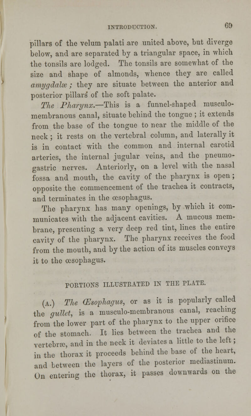 pillars of the velum palati are united above, but diverge below, and are separated by a triangular space, in which the tonsils are lodged. The tonsils are somewhat of the size and shape of almonds, whence they are called amygdalae; they are situate between the anterior and posterior pillars of the soft palate. The Pharynx.—-This is a funnel-shaped musculo- membranous canal, situate behind the tongue ; it extends from the base of the tongue to near the middle of the neck ; it rests on the vertebral column, and laterally it is in contact with the common and internal carotid arteries, the internal jugular veins, and the pneumo- gastric nerves. Anteriorly, on a level with the nasal fossa and mouth, the cavity of the pharynx is open ; opposite the commencement of the trachea it contracts, and terminates in the oesophagus. The pharynx has many openings, by which it com- municates with the adjacent cavities. A mucous mem- brane, presenting a very deep red tint, lines the entire cavity of the pharynx. The pharynx receives the food from the mouth, and by the action of its muscles conveys it to the oesophagus. PORTIONS ILLUSTRATED IN THE PLATE. (A.) The (Esophagus, or as it is popularly called the gullet, is a musculo-membranous canal, reaching from the lower part of the pharynx to the upper orifice of the stomach. It lies between the trachea and the vertebrae, and in the neck it deviates a little to the left; in the thorax it proceeds behind the base of the heart, and between the layers of the posterior mediastinum. On entering the thorax, it passes downwards on the